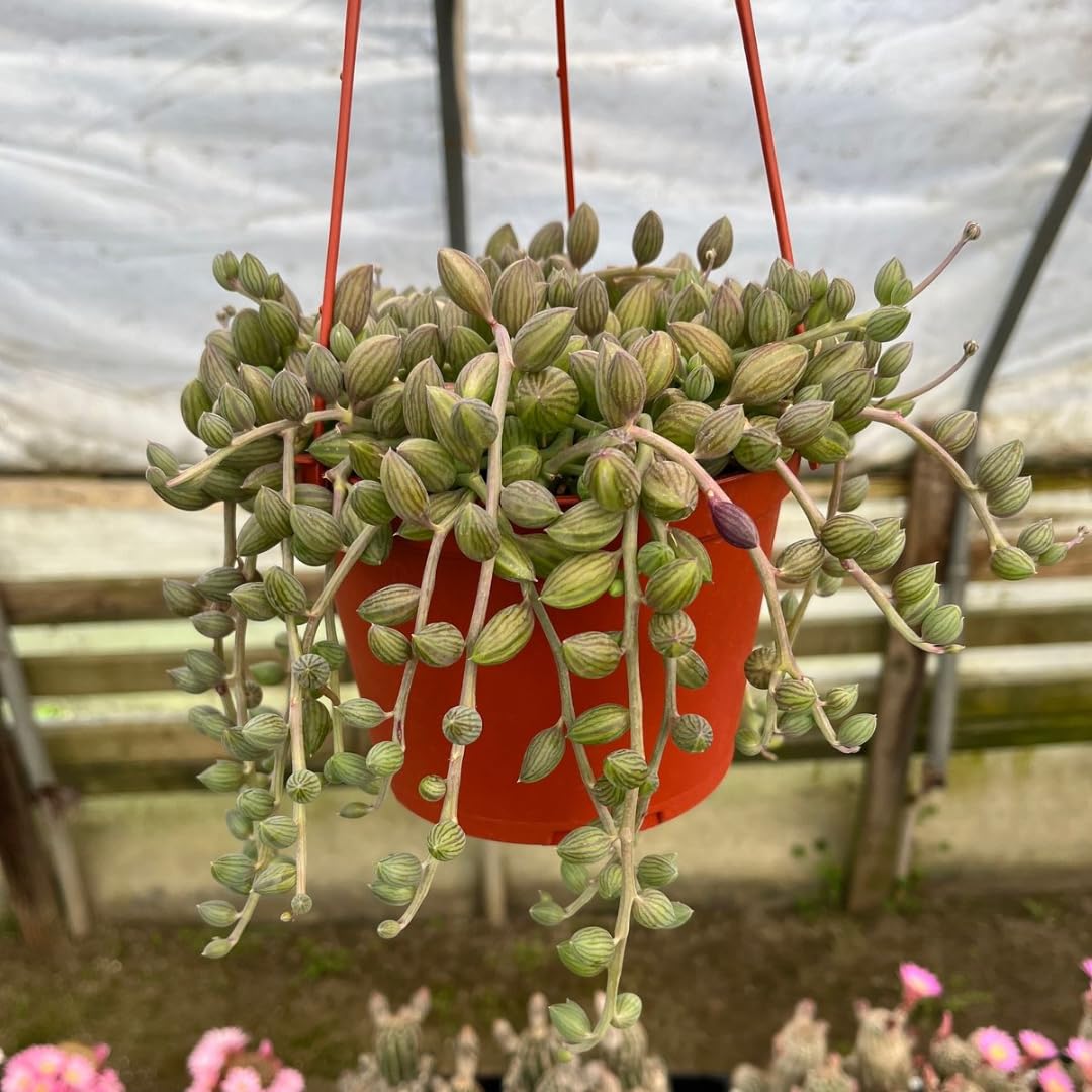Variegated String of Pearls Live Plants, Easy Indoor Trailing Succulent in 4" Pot, Hanging Succulent Houseplant Indoor Outdoor Planting