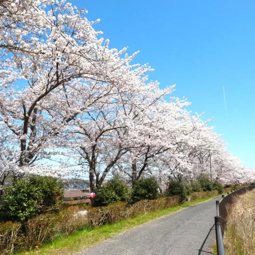 Cherry Blossom Tree, Live Ornamental Tree 6-12" Tall in Pot, Beautiful Spring Blooms for Outdoor Planting (White Cherry Blossom)