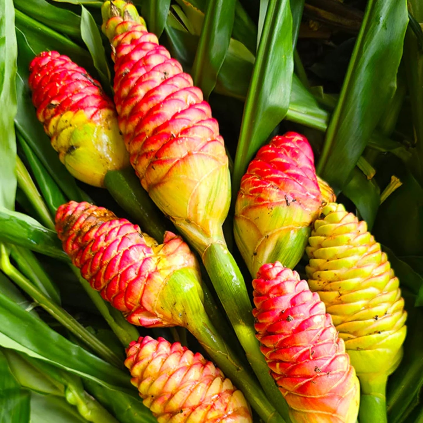 Set 10 Awapuhi Shampoo Ginger Roots, Zingiber Zerumbet Tropical, Fresh Ginger for Grow Garden, Ready to Grow
