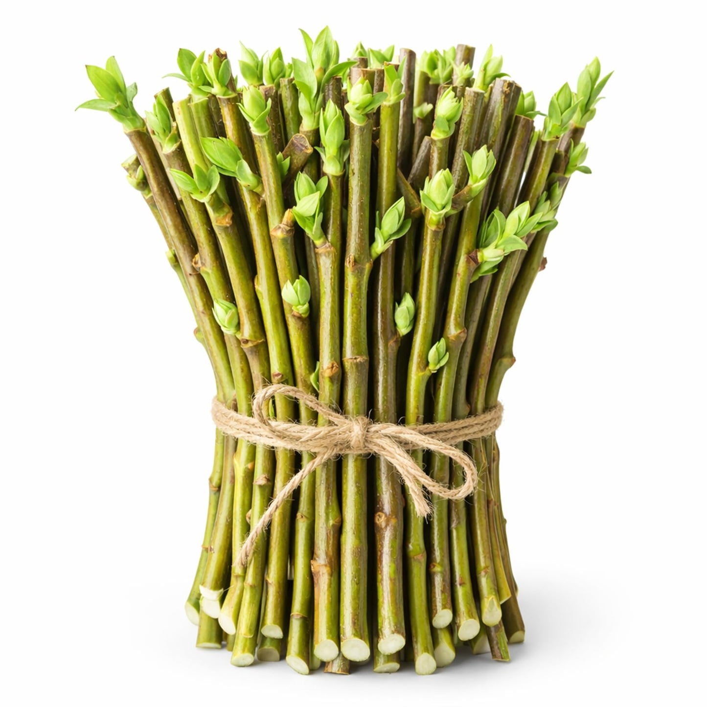 Hybrid Willow Tree Cuttings – Fast Growing Privacy & Shade Trees – Easy to Root Live Cuttings – Cold Hardy, High Yield Trees for Screens & Windbreak (5 Cuttings)