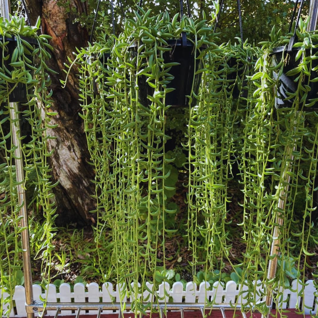 String of Banana Live Plants, Easy Indoor Trailing Succulent in 2.5" Pot, Hanging Succulent Houseplant Indoor Outdoor Planting
