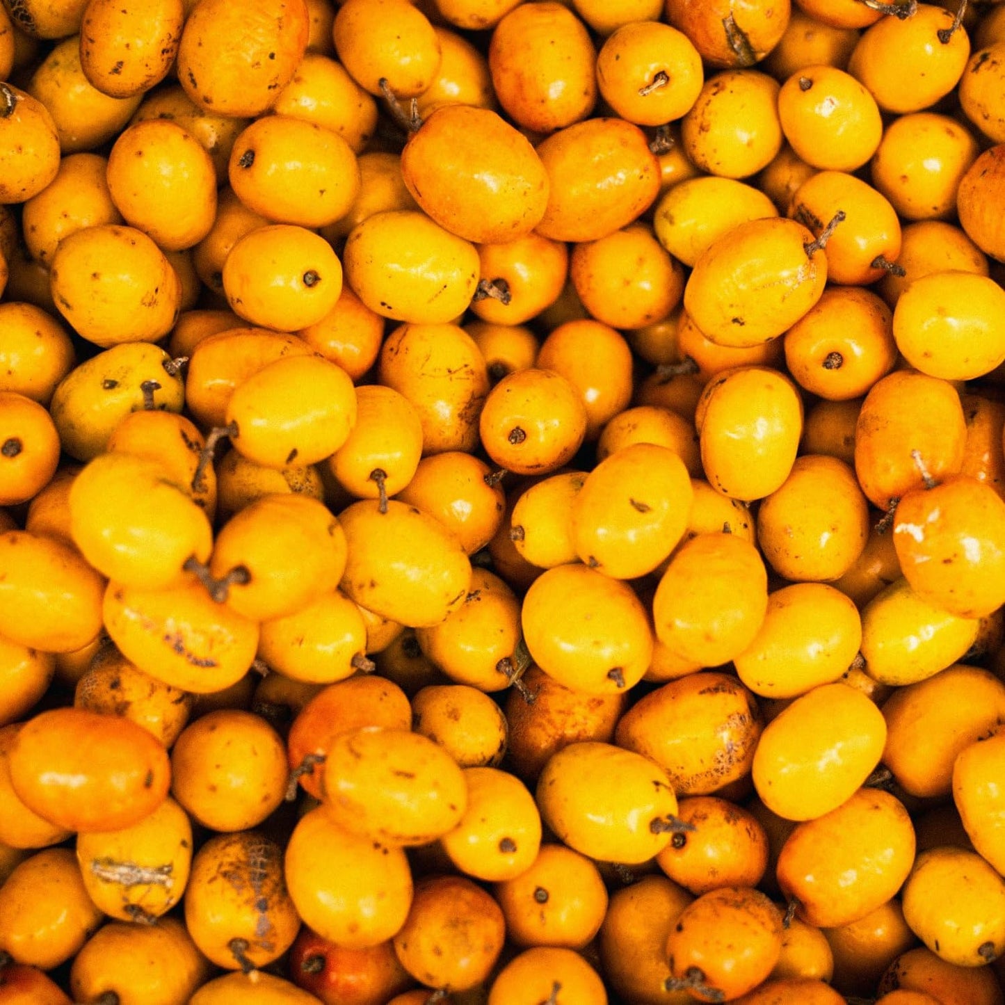 Seedling Loquat Tree Live Plant, Tropical Fruit Tree, Sweet Golden Loquat for Outdoor Garden, 3 Gal, 2-3 Ft Tall, No Ship to CA