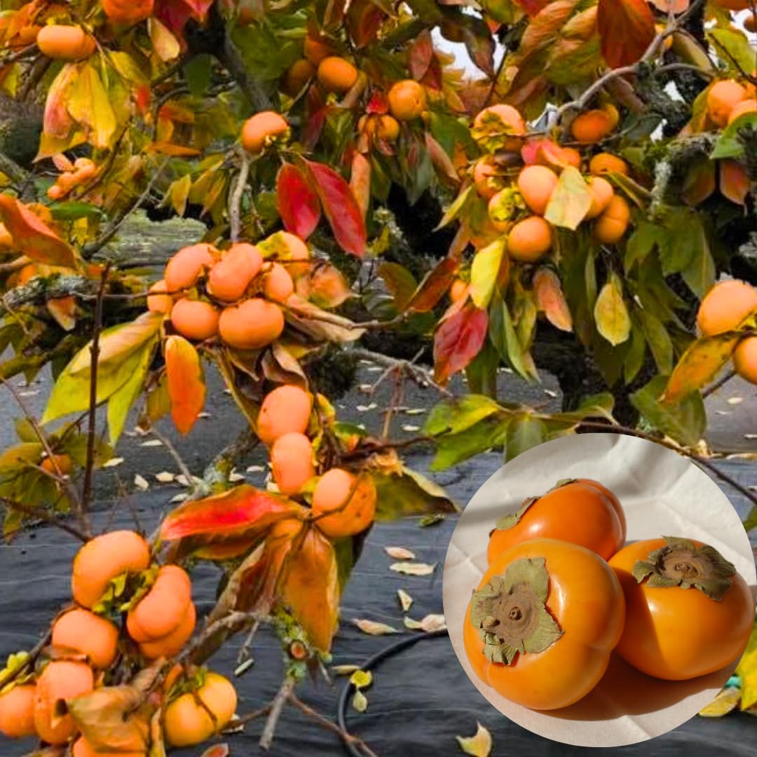Persimmon Fruit Trees Live Plants, 6-14 Inches Seedlings, Well-Rooted, American Persimmon Tree for Planting Outdoor, Zones 7-9, No Leaf, Bare Roots