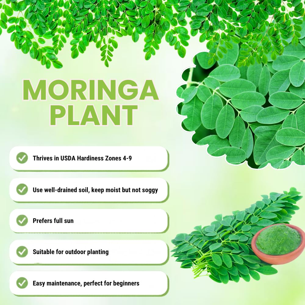 2 Moringa Tree Plants, Oleifera Moringa Drumstick Tree Starter Plants, Fast Growing Live Plant for Home Garden, 5-8 Inch Tall, 2 Plants Per Pot