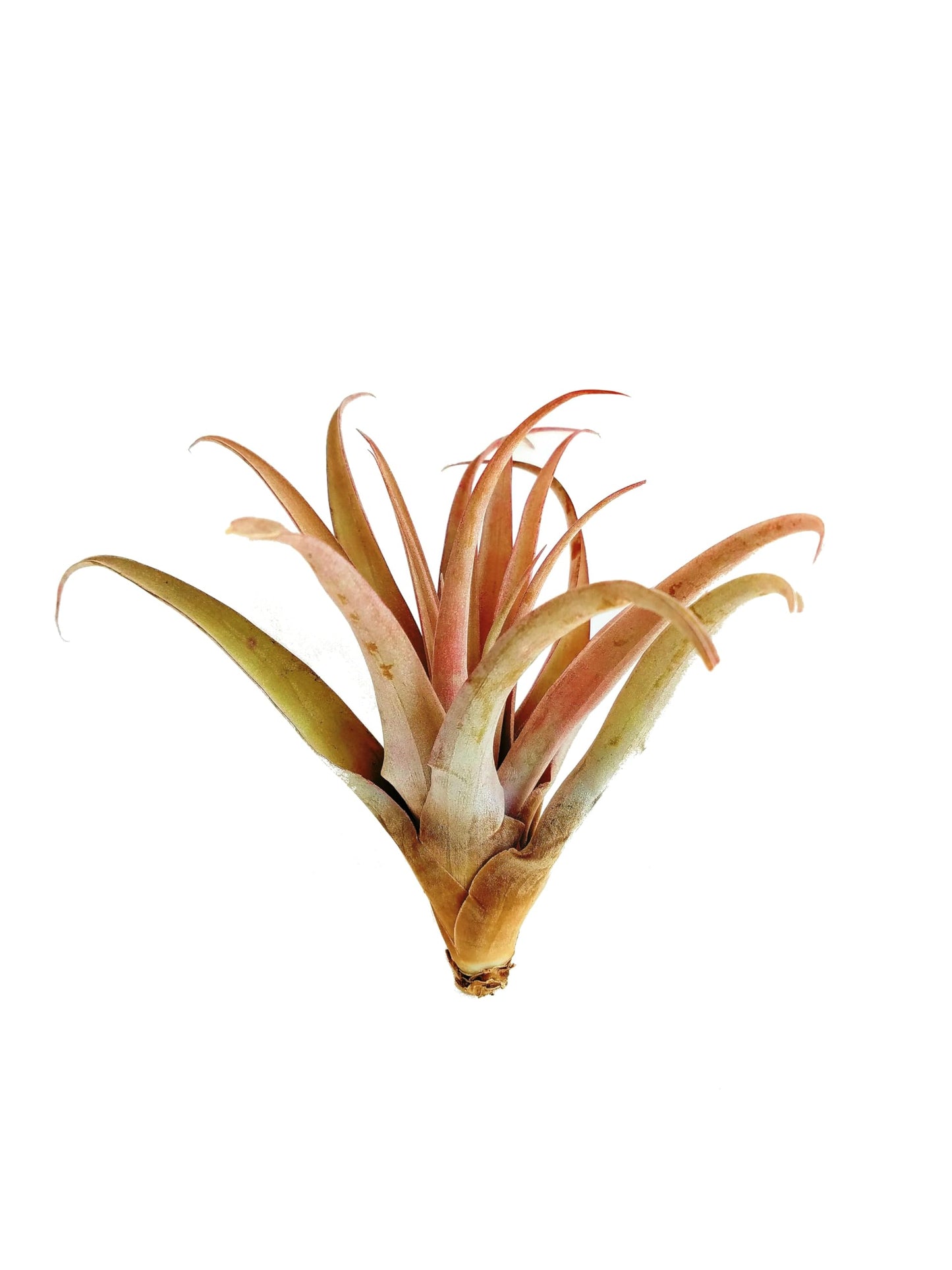 It Blooms Rainforest Grown Extra Large Capitata Peach Air Plant - Live Tillandsia - 5 to 10 inches - 30 Day Guarantee