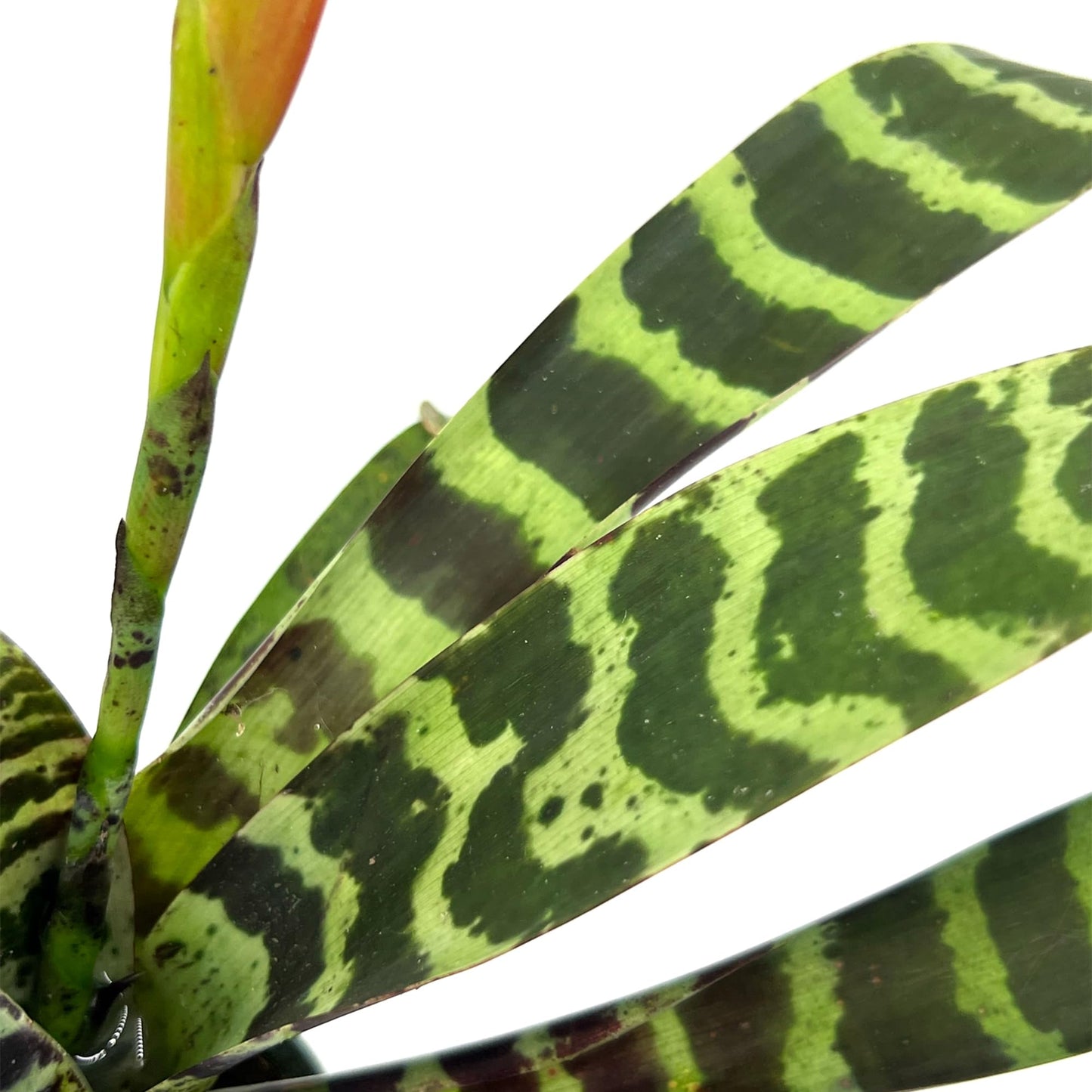 ragnaroc Live Plants – Bromeliad Vrisea Splenriet, 4-8" in 4" Pot - 1ct - Live Arrival Guaranteed - House Plants for Home Decor & Gift