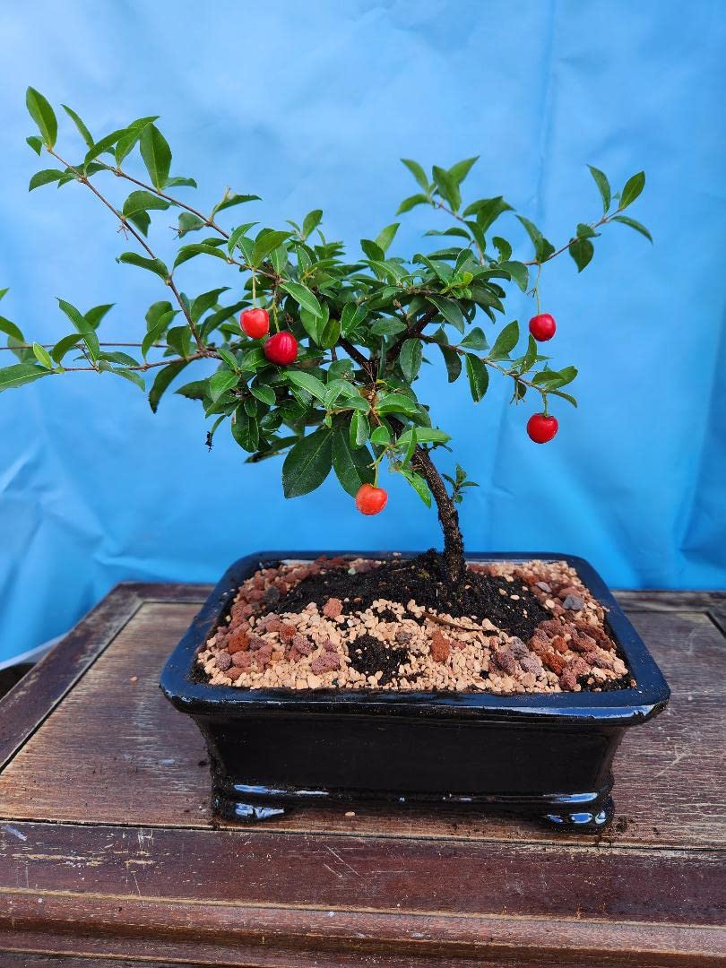 INDOORBONSAIANDEXOTICS Dwarf Cherry Bonsai Tree
