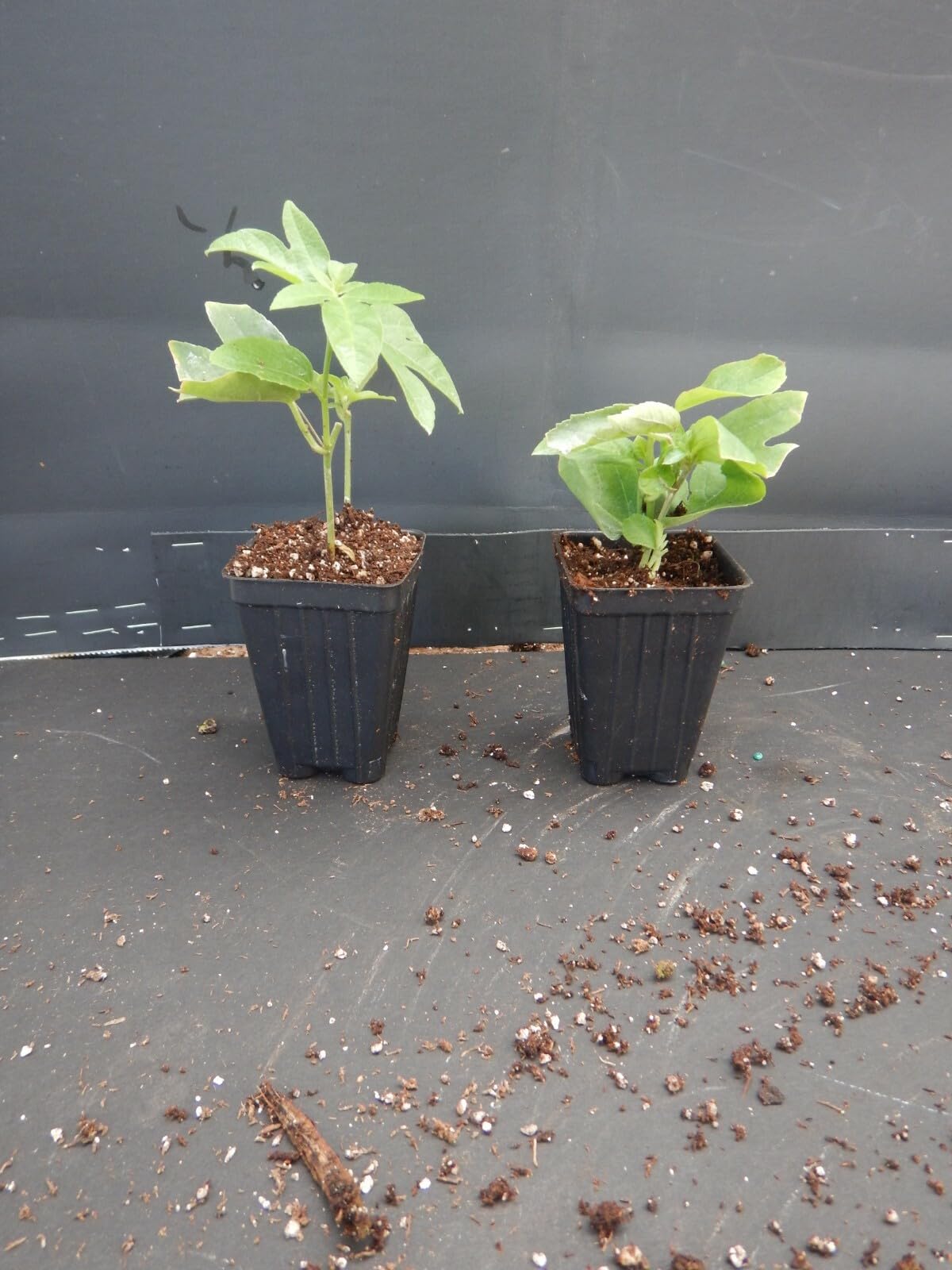 Live Plant - Hardy Blue Crown Passiflora caerulea Passion Flower Small Rooted Starter Plant