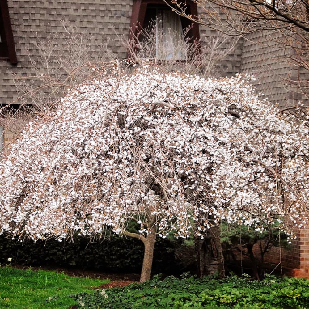 Cherry Blossom Tree, Live Ornamental Tree 6-12" Tall in Pot, Beautiful Spring Blooms for Outdoor Planting (Weeping Cherry Blossom)
