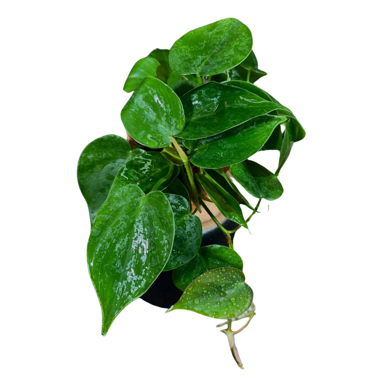 PLANTVERS Heart Leaf Jade Philodendron in a 4" Nursery Pot - Philodendron Hederaceum - Vining Houseplant - Low-Light Indoor Plant - Easy Care Air-Purifying Plant