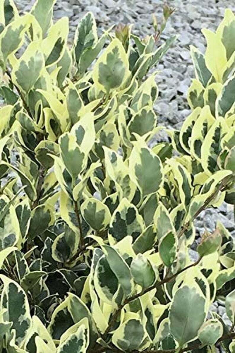 Live Plant - Jack Frost Ligustrum (Variegated Privet) - Live Plant - (2.5 Qt)