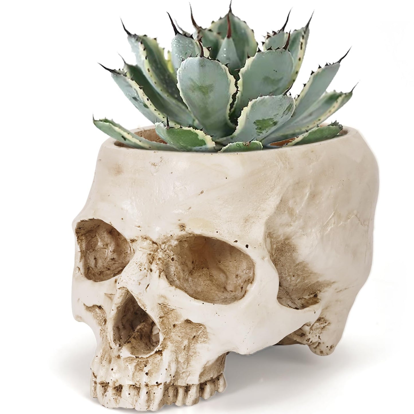 Sinromrich Skull Planter Pot for Plants - Realistic Human Skull Head Flower Pot, Halloween/Gothic Décor, Resin Planter for Succulents, Bonsai, Cactus, Home Bar, Desk, Spooky Gift Idea (Antique White)