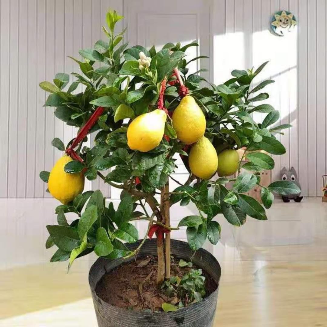 Meyer Lemon Tree Live Plant in Pot, Fruit-Bearing 2-3 Years Old Trees, Yellow Lemon Lime Tree in 3 Gallon Pot, High-yielding Spring Planting