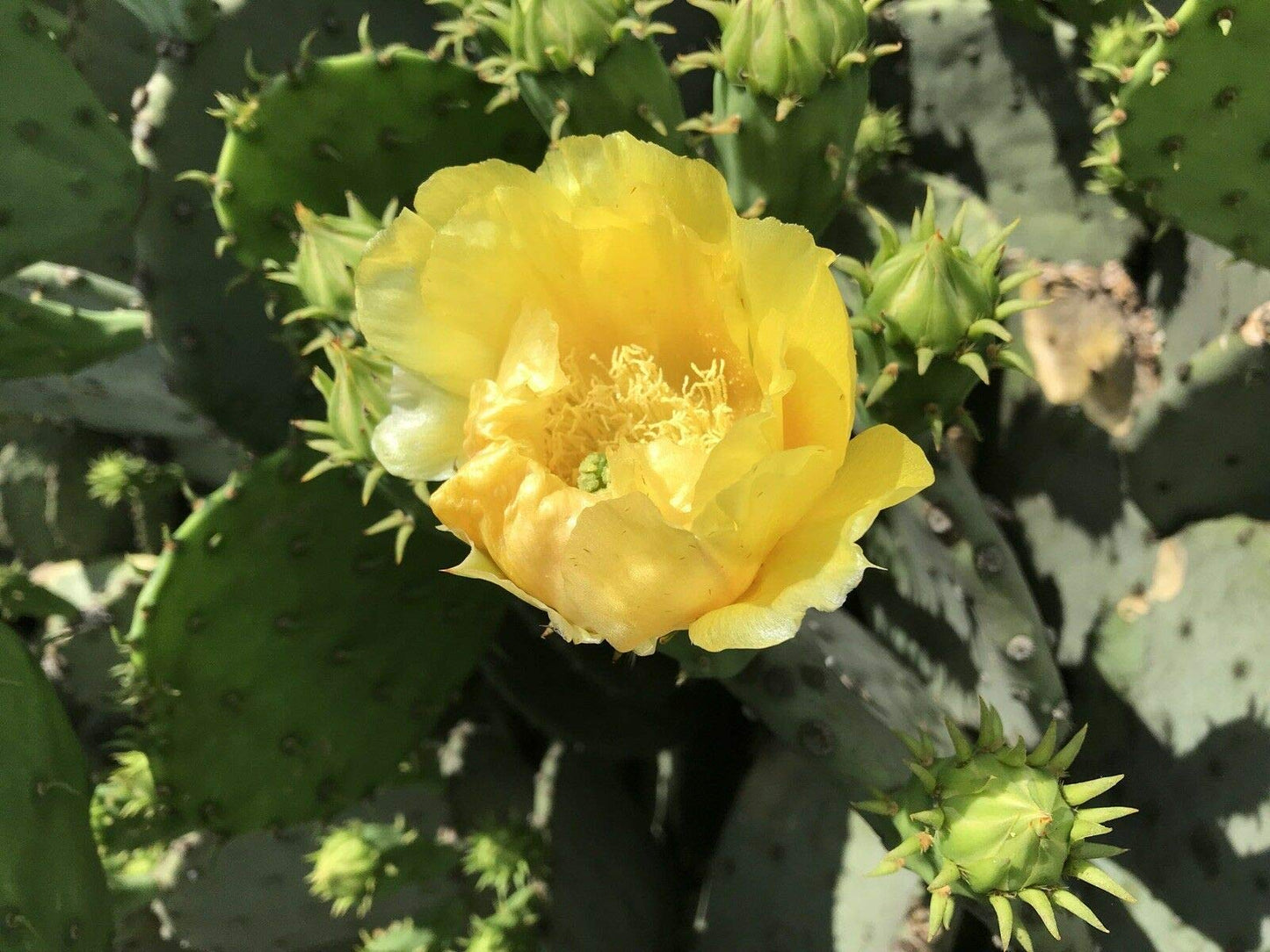 Live Opuntia Prickly Pear Cactus Winter Hardy - One Pad
