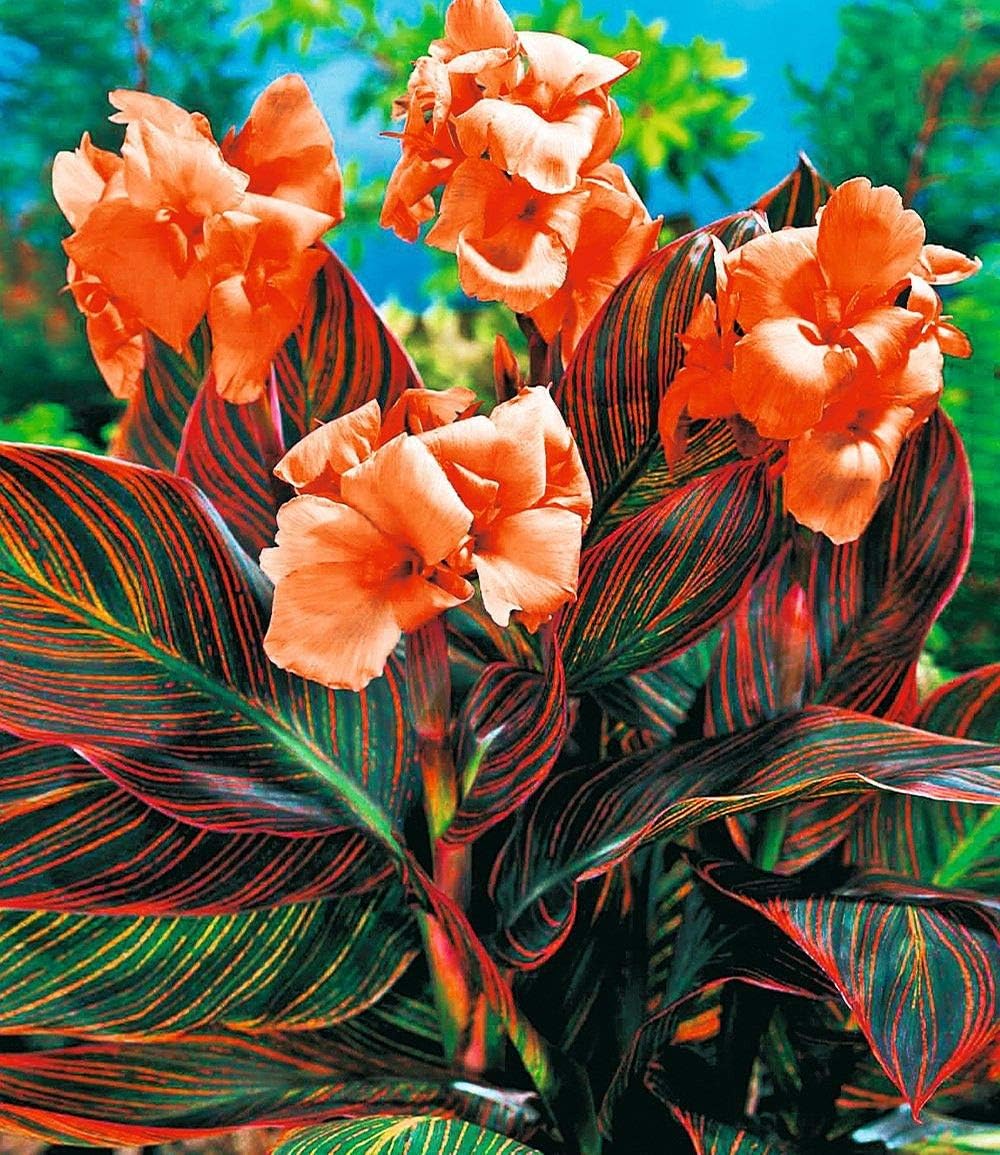 Durban Canna Lily Bulb for Planting - Rhizome/Bulb/Plant - Variegated Leaves (One Bulb)