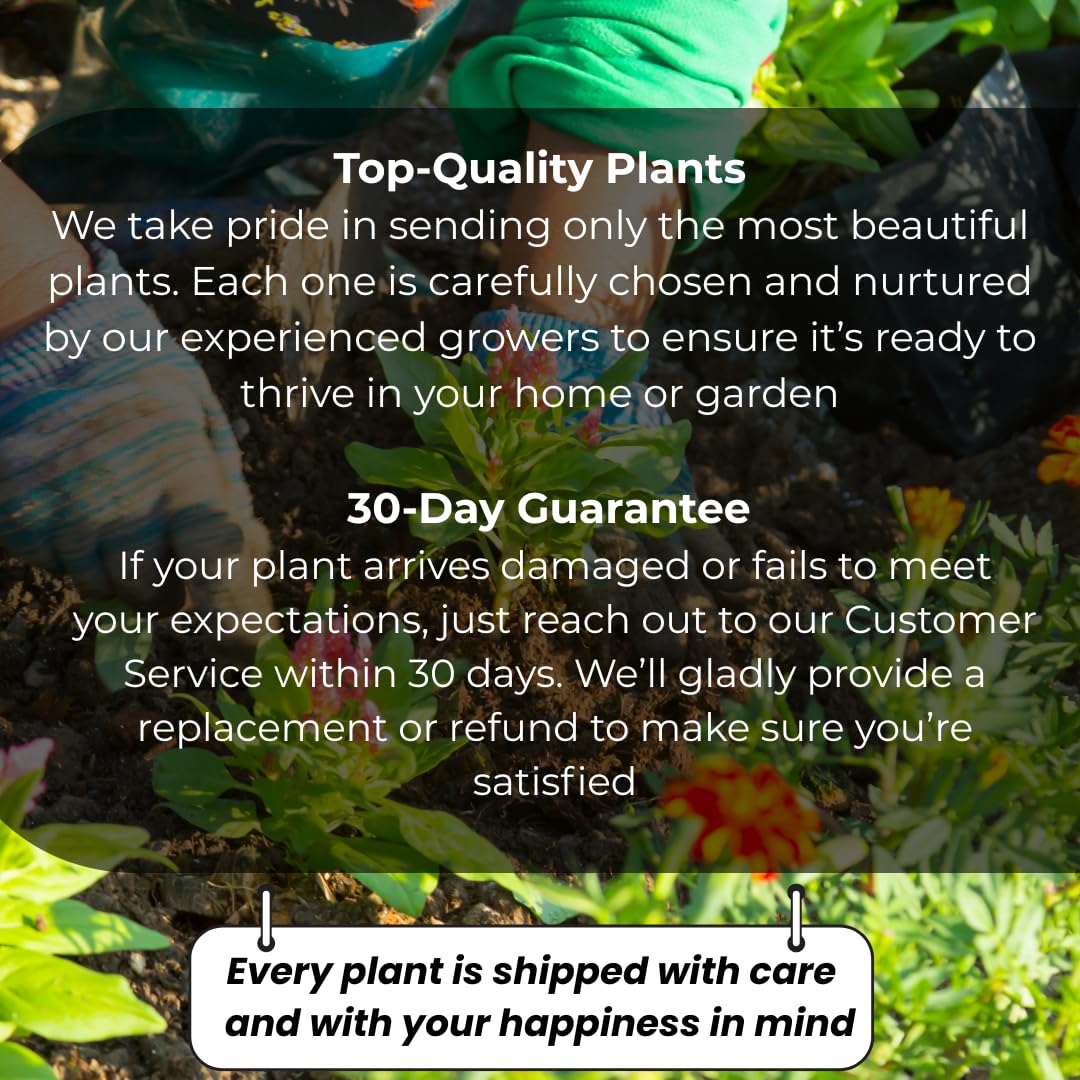 Surinam Cherry Tree Live Plant | 2.5–3 Ft Cherry Tree | Small Tropical Fruit Tree for Home Gardens & Outdoor Growing | No Ship to CA,HI,AK