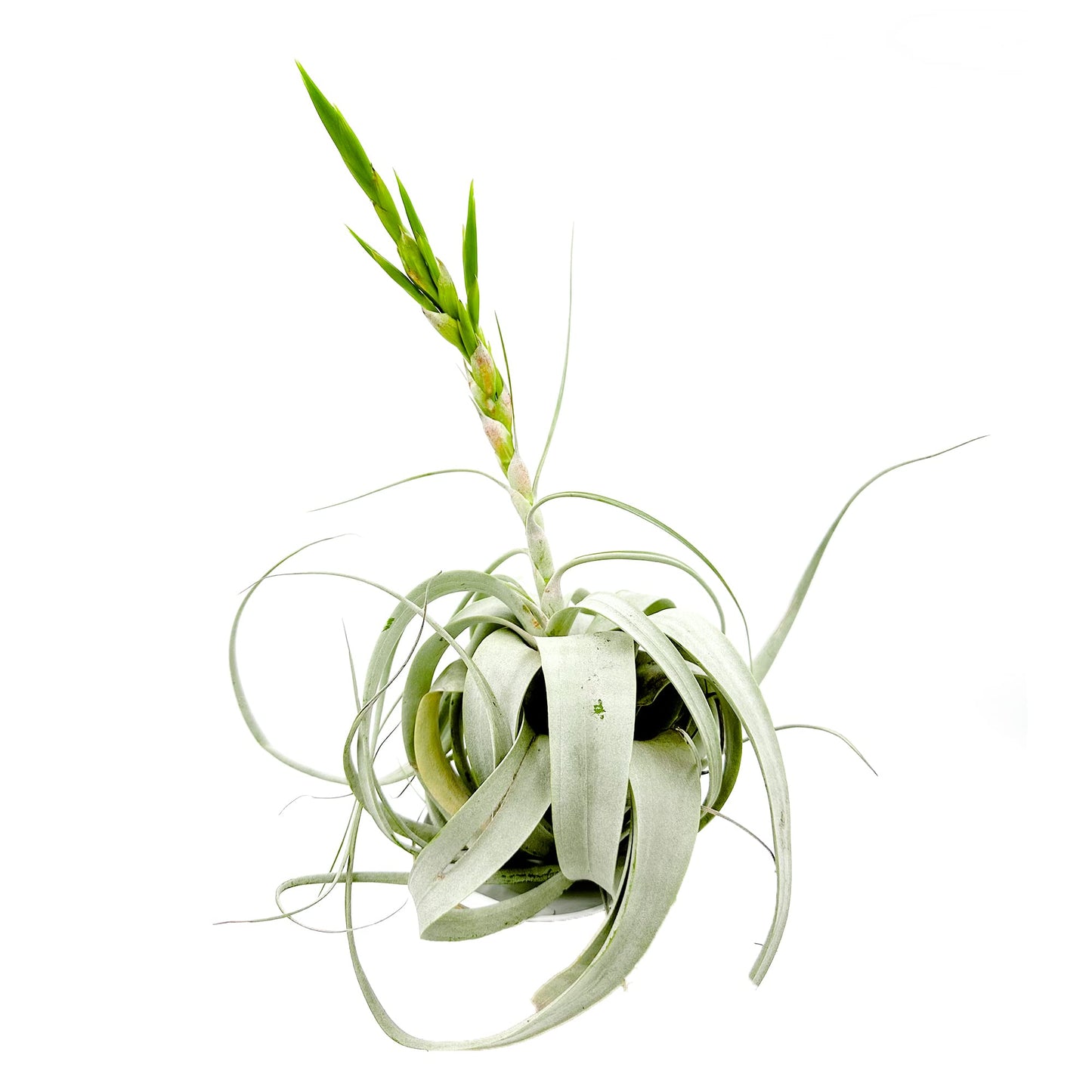 ragnaroc Air Plants - Flowering Tillandsia Xerographica, Large 5" - 1ct - Live Arrival Guaranteed - House Plants for Home Decor & Gift