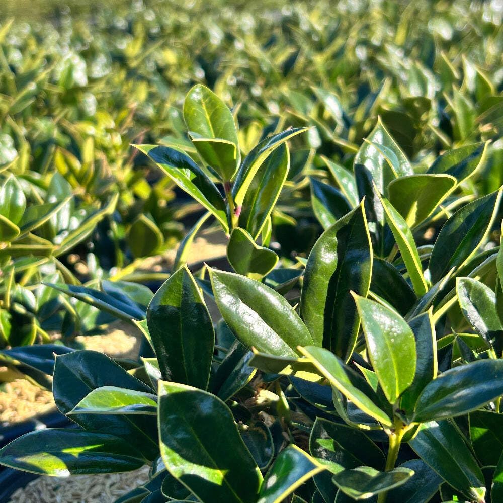 Carissa Holly (3 Gallon) - Evergreen Shrub
