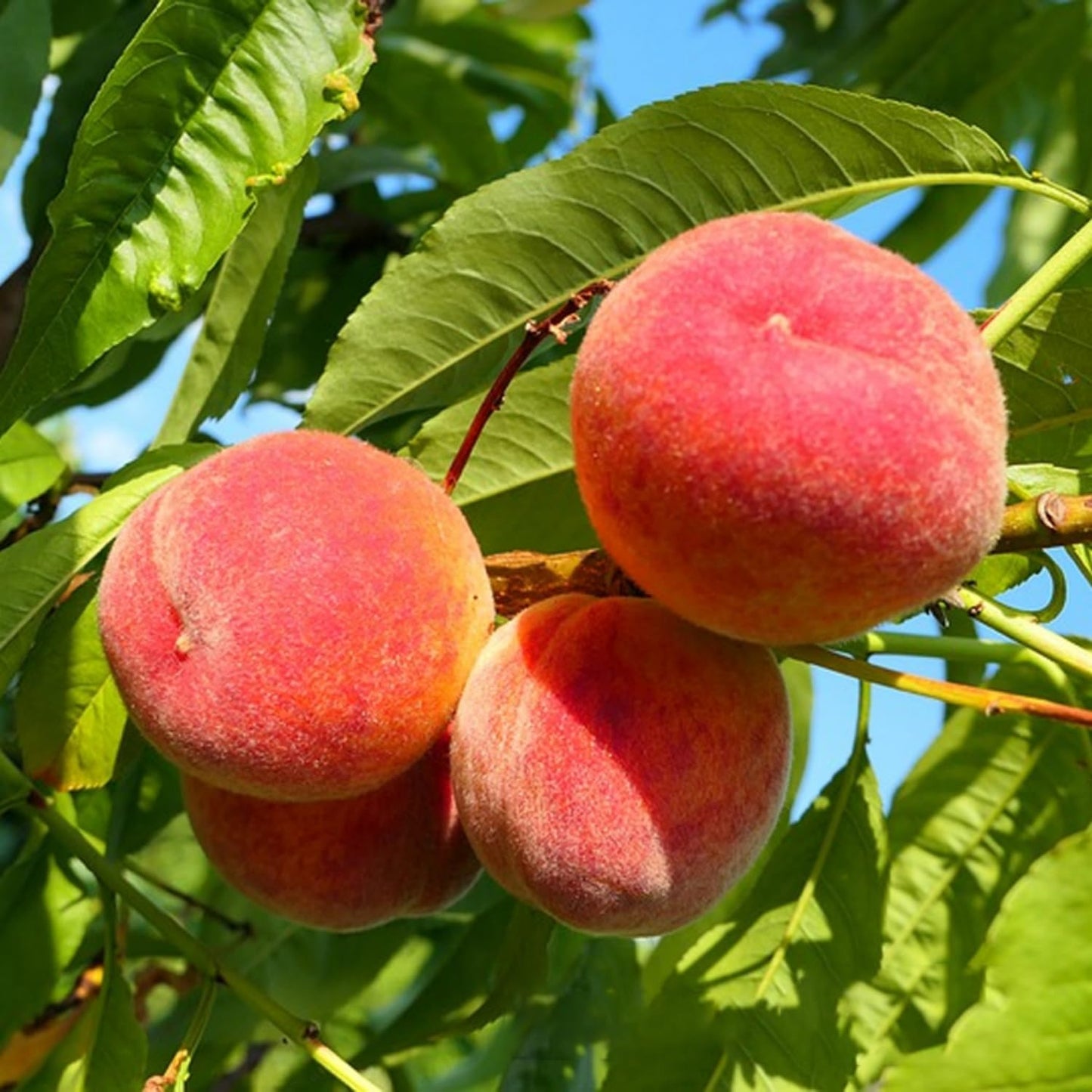 5+ Nemaguard Peach Fruit Tree Seeds for Planting Outdoor - Perennial Fruit Seeds Peach Tree Seeds Non GMO & Heirloom Seeds
