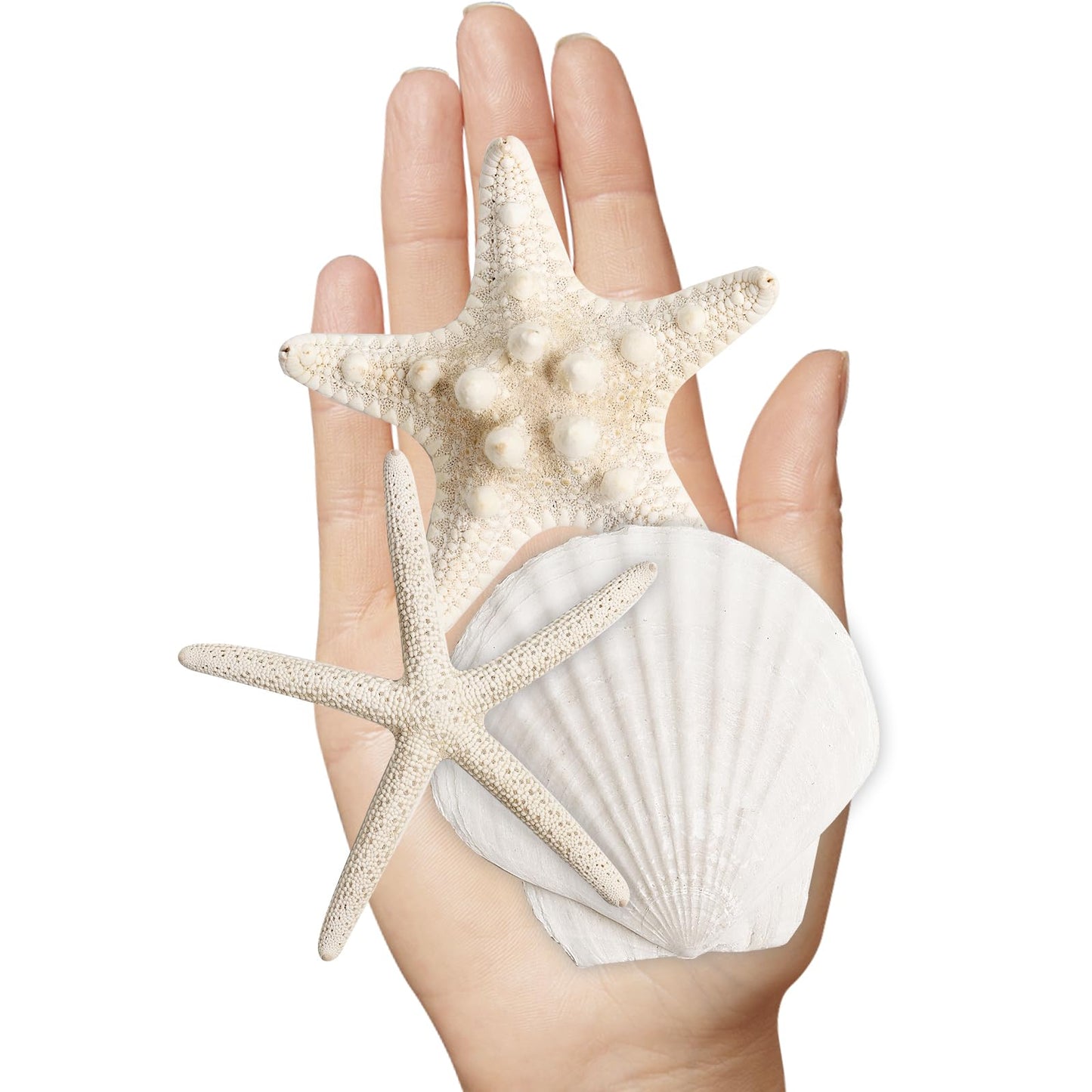 HAPYSHOOP 16 Pieces Starfish and Scallop Shells for Crafts 2.6"-3.8" Large Seashells Natural Sea Shells for Crafts Christmas Decor Beach Party Wedding Fishtank