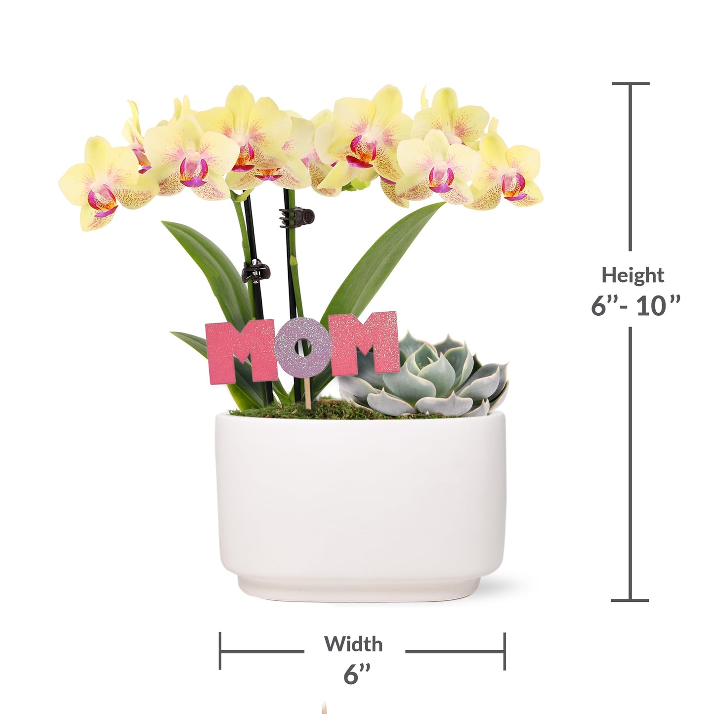 Green Circle Growers 4" Yellow Orchid and Succulent Duo in White Pot with Mom Pick, Indoor Live Plants, House Plant