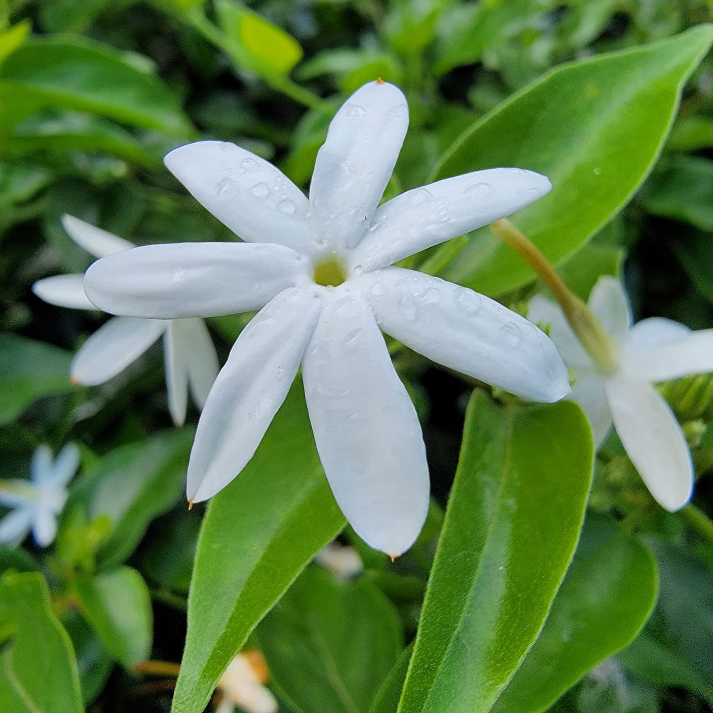 Downy Jasmine - Jasminum multiflorum - Live Plant - Light Scent White Single Flower - Emerald Goddess Gardens - Starter Sz 4 Inch Pot