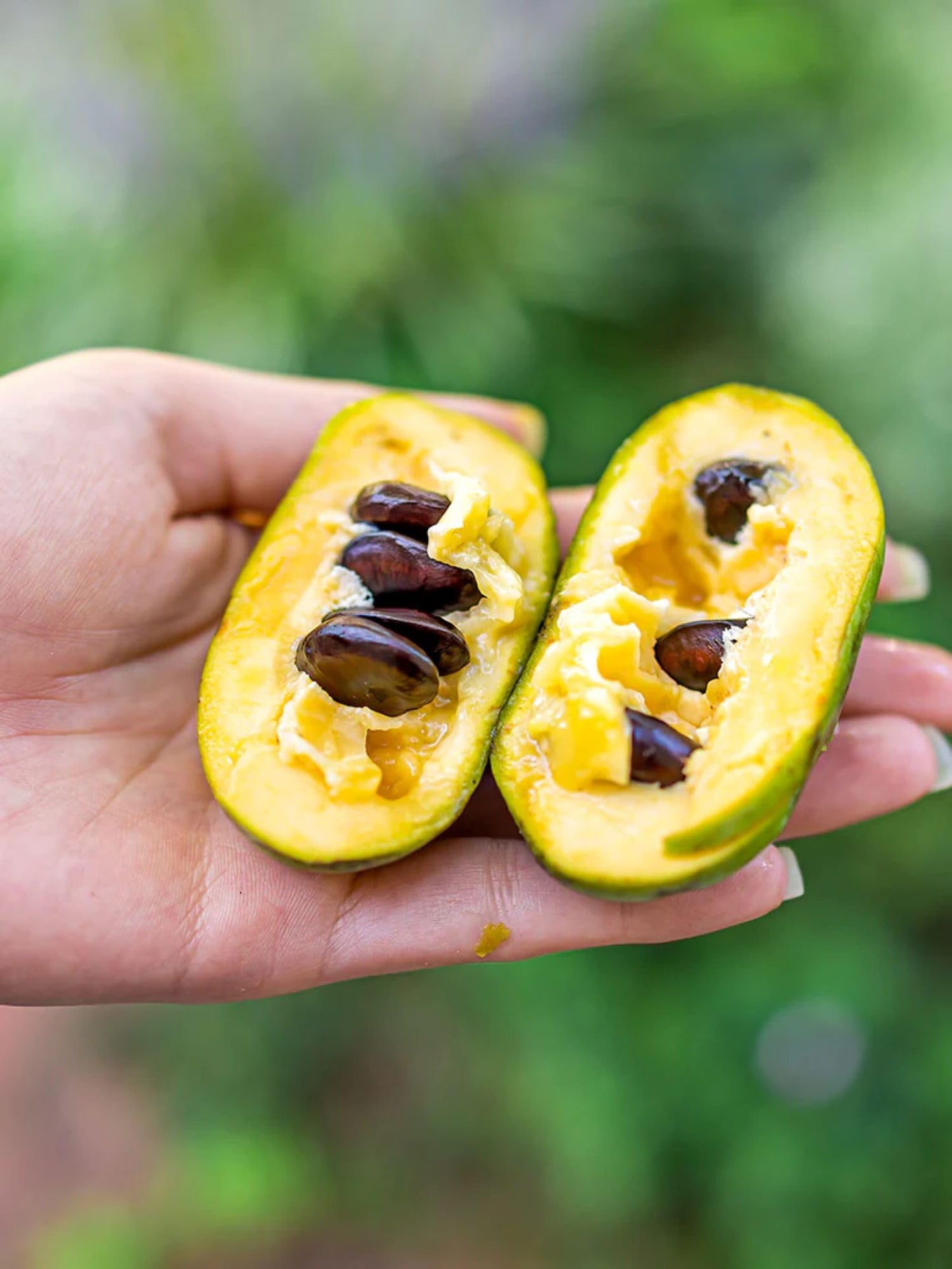 American Plant Exchange Paw Paw Tree, Live 1-Gallon Pot, Tropical-Looking Leaves, Edible Fruit, Banana-Pineapple-Mango Flavor, Full Sun to Partial Shade, Requires Multiple Trees for Pollination