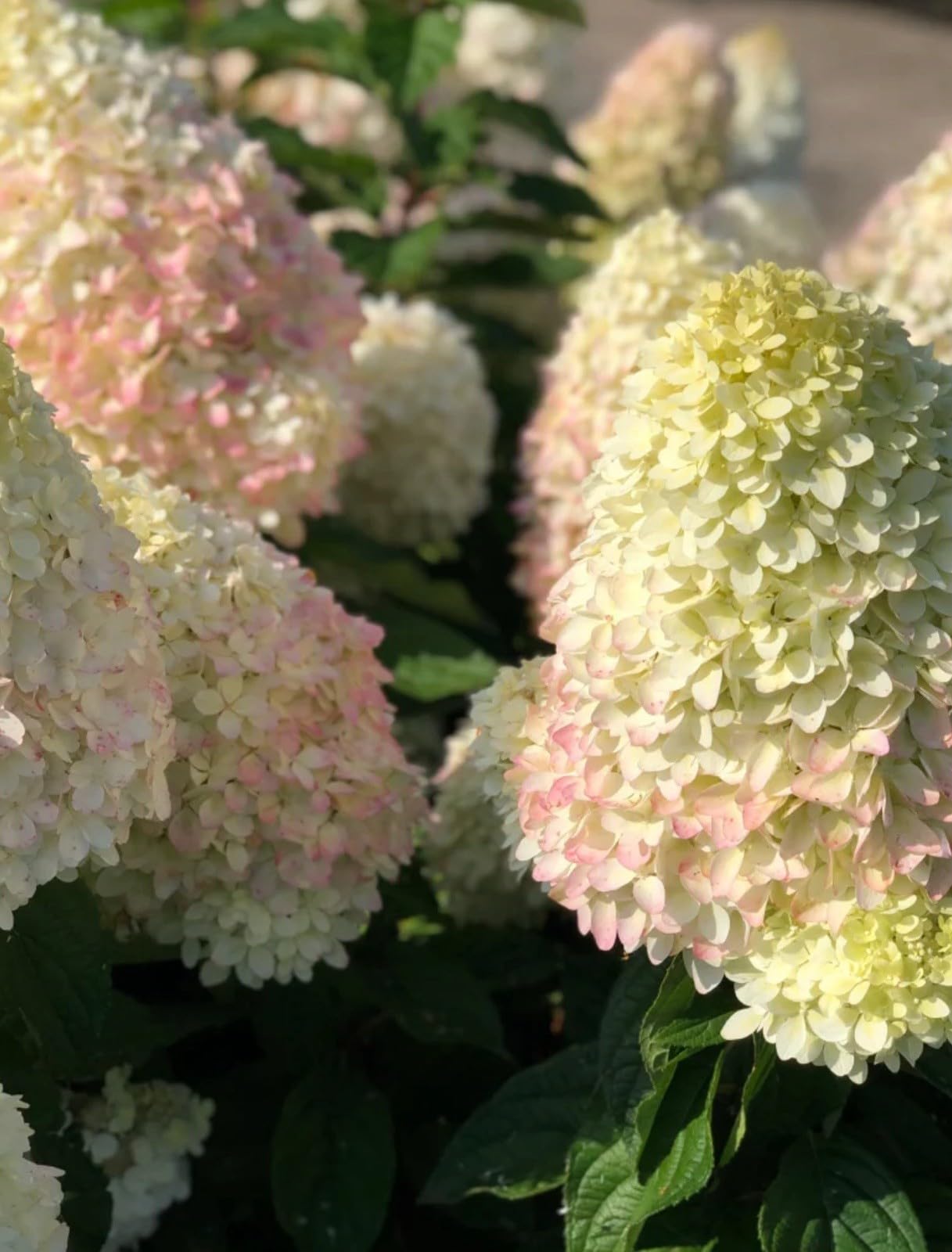 Live Plant - Hydrangea Well Rooted Starter Plant