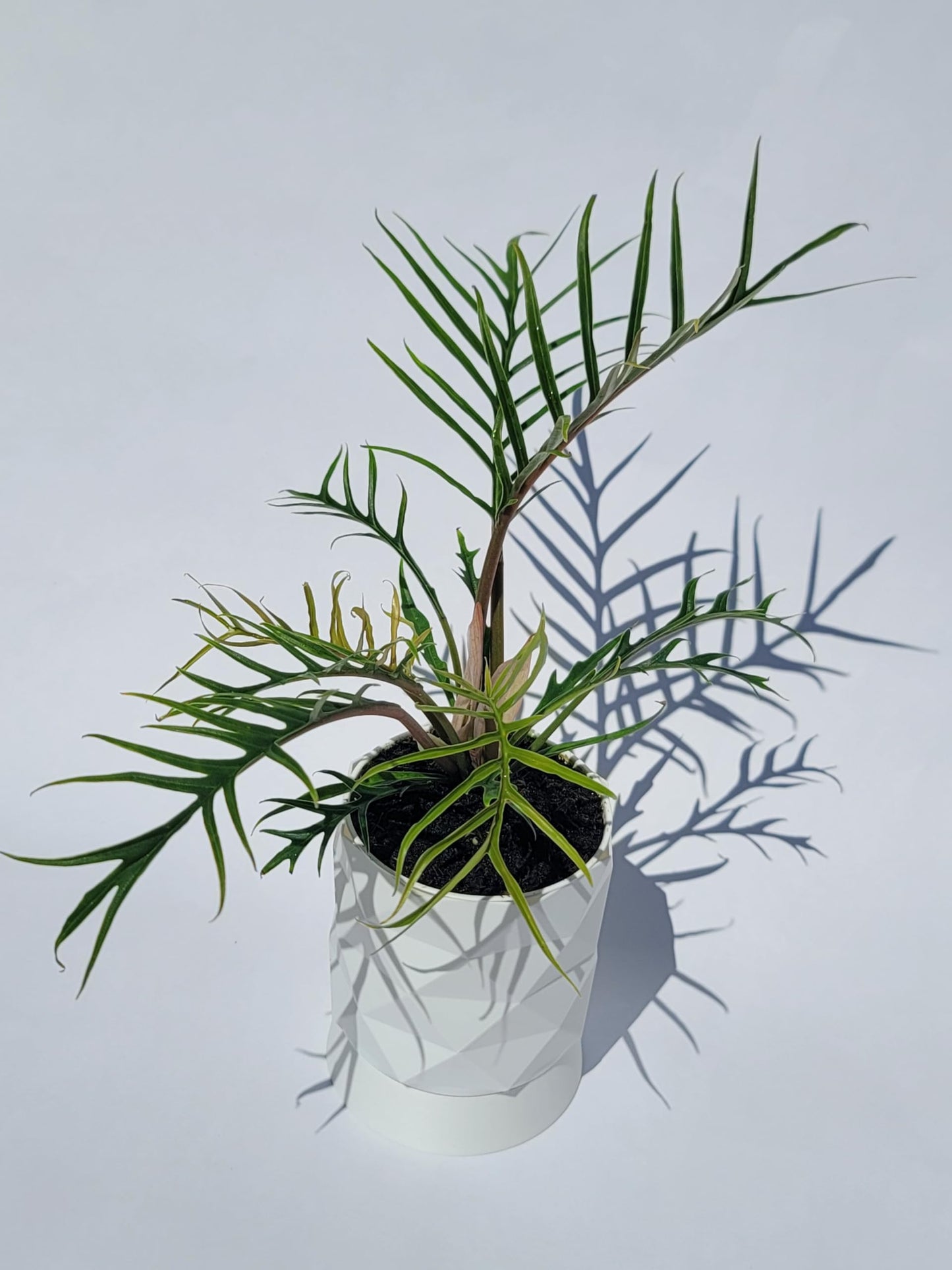 Philodendron Tortum Live Plant | Ships from CA | Available in Modern White Self-Watering Planter | Air Purifying & Pet-Friendly (+ Moden White Self-Watering Planter, Small Plant)