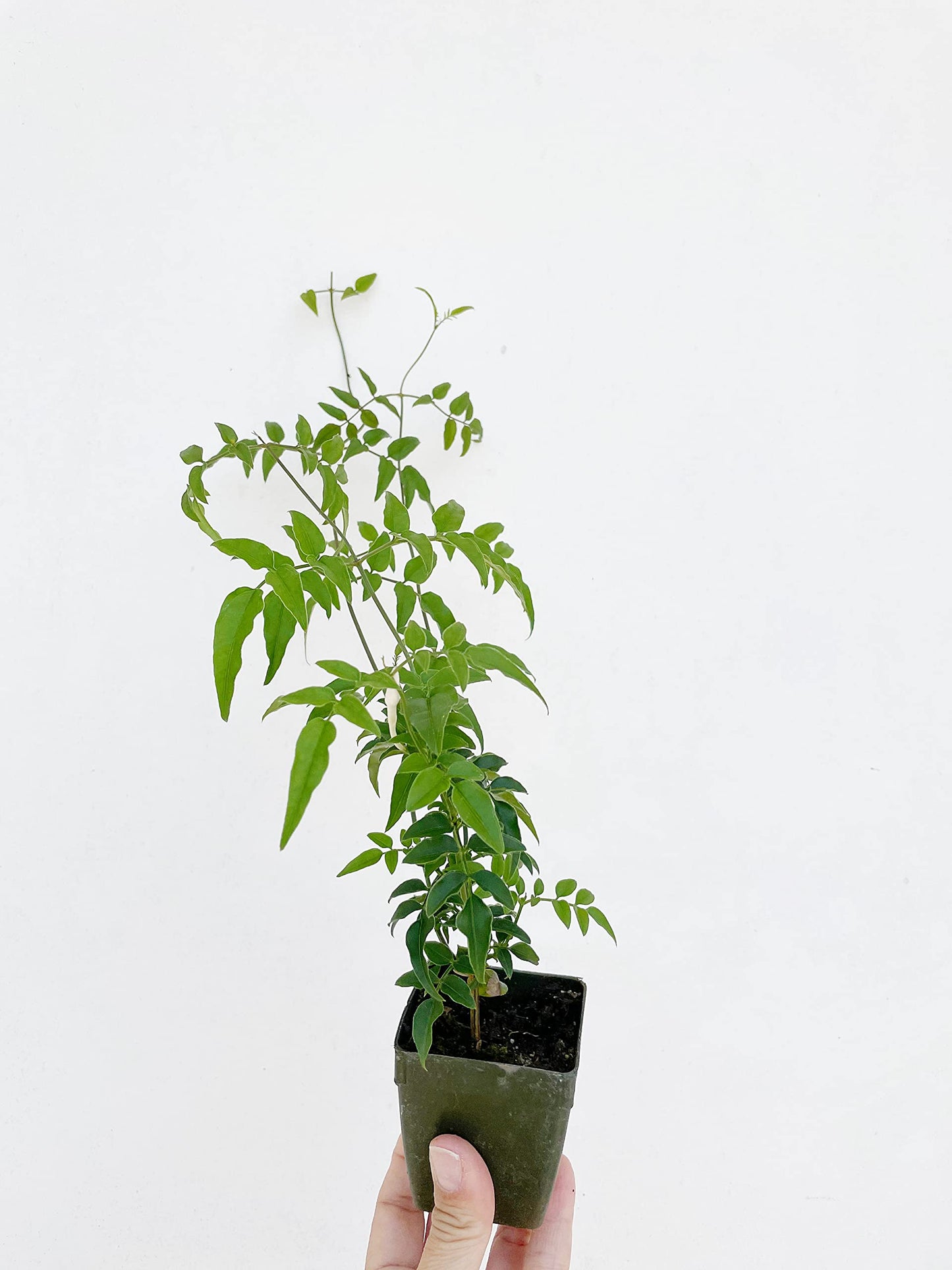 Mini Pink Jasmine Vine Starter Plant | Jasminum Polyanthum | 2 inch Pot