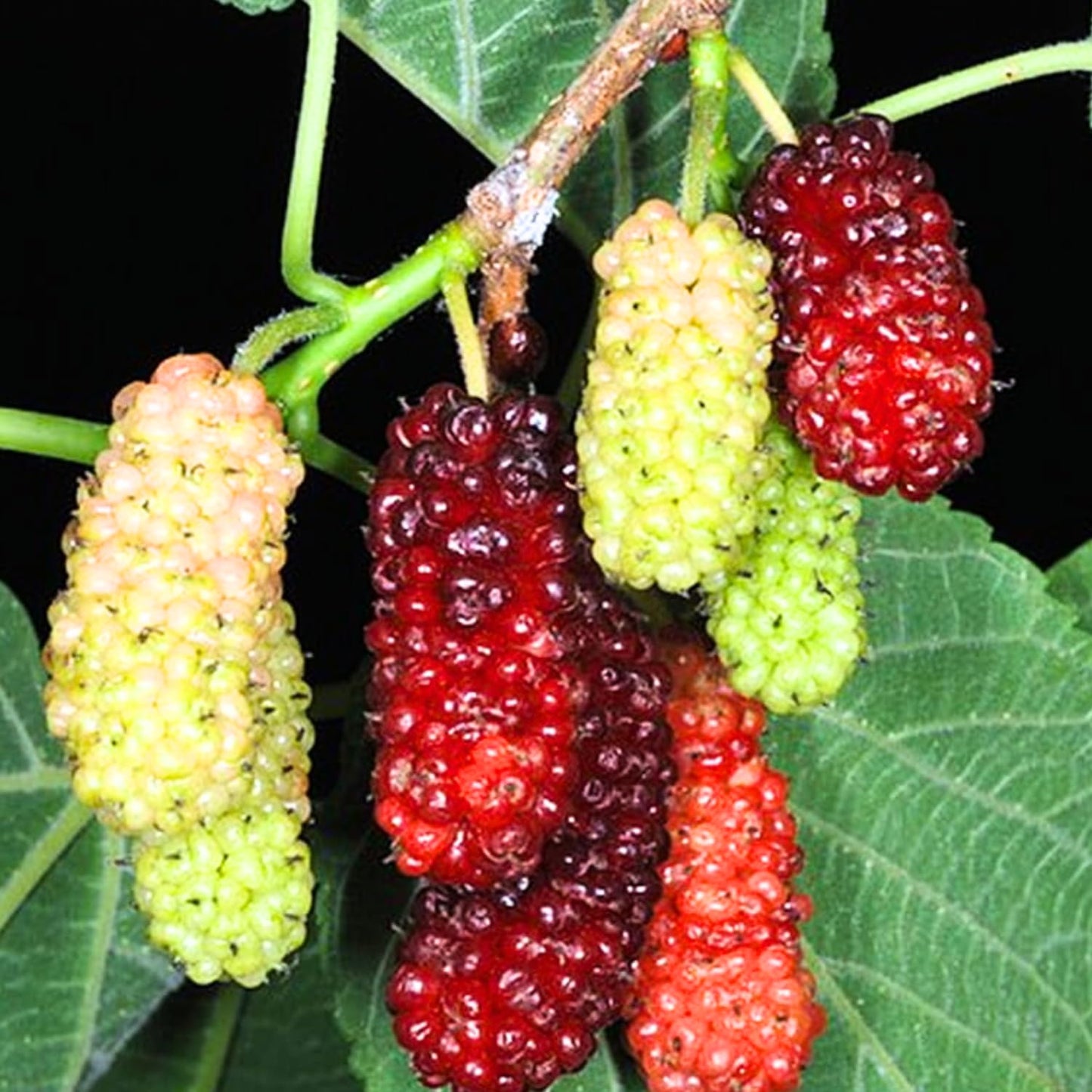 3-Pack Mulberry Plants Live for Planting, 5-9” Tall, Sweet Mulberries Trees Live (Red Mulberry)