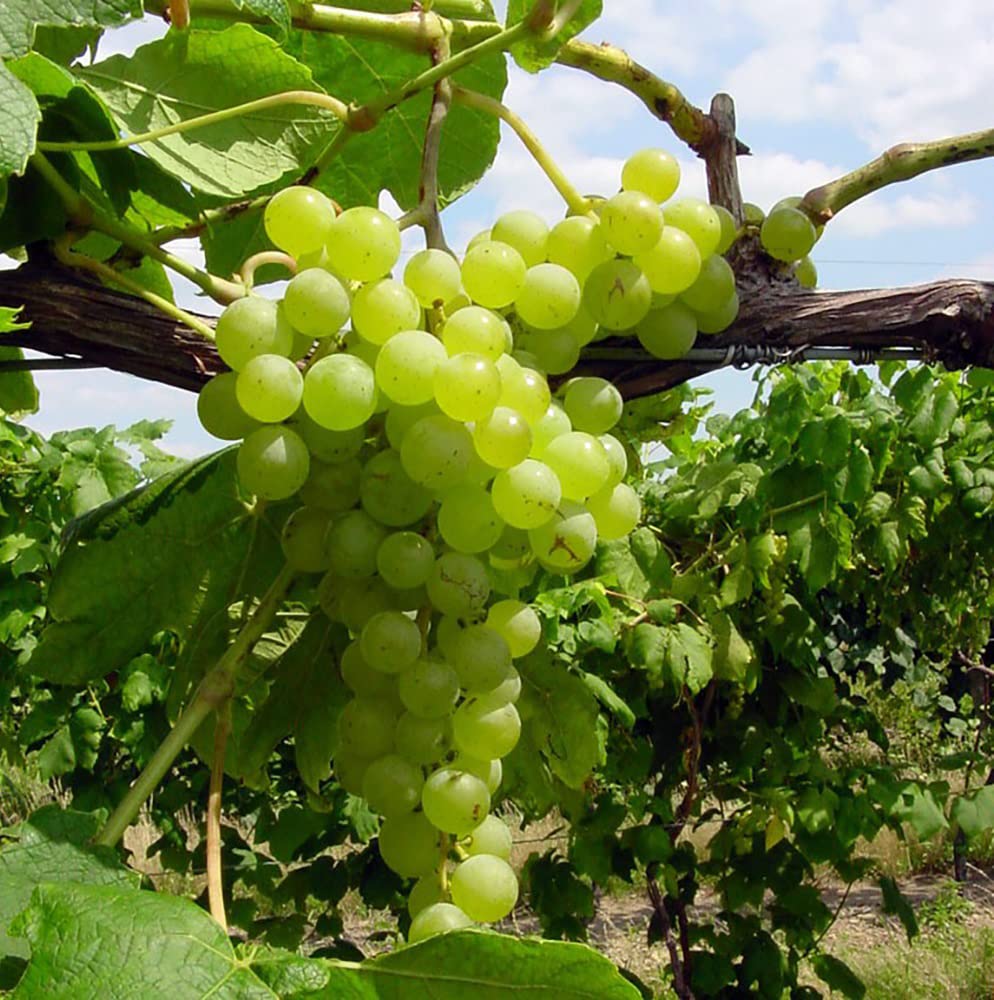 Votaniki Himrod Seedless Grape Bare Root for Plant - Perennial, Sweet, Juicy, and Seedless Grape, | Grape Bare Root - Easy to Grow (1 Pack)