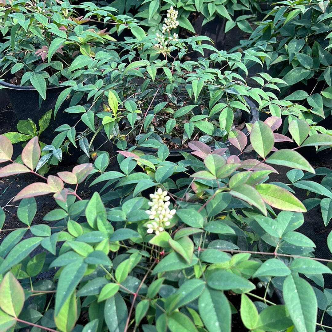 Harbor Belle Heavenly Bamboo, 3 Gallon, Evergreen Shrub