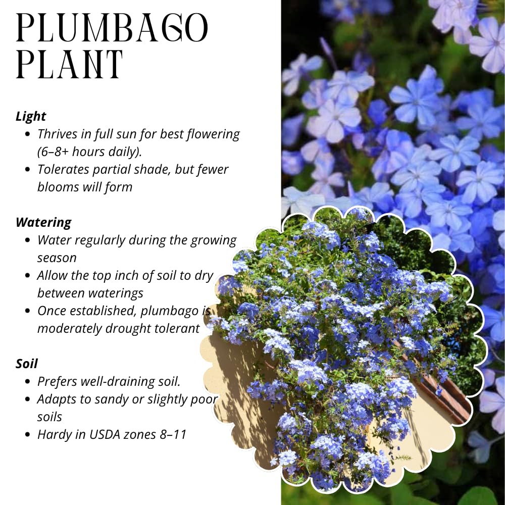 3 Blue Plumbago Plants Live, 4-7 Inches Tall, Tropical Flowering Shrub for Garden or Containers