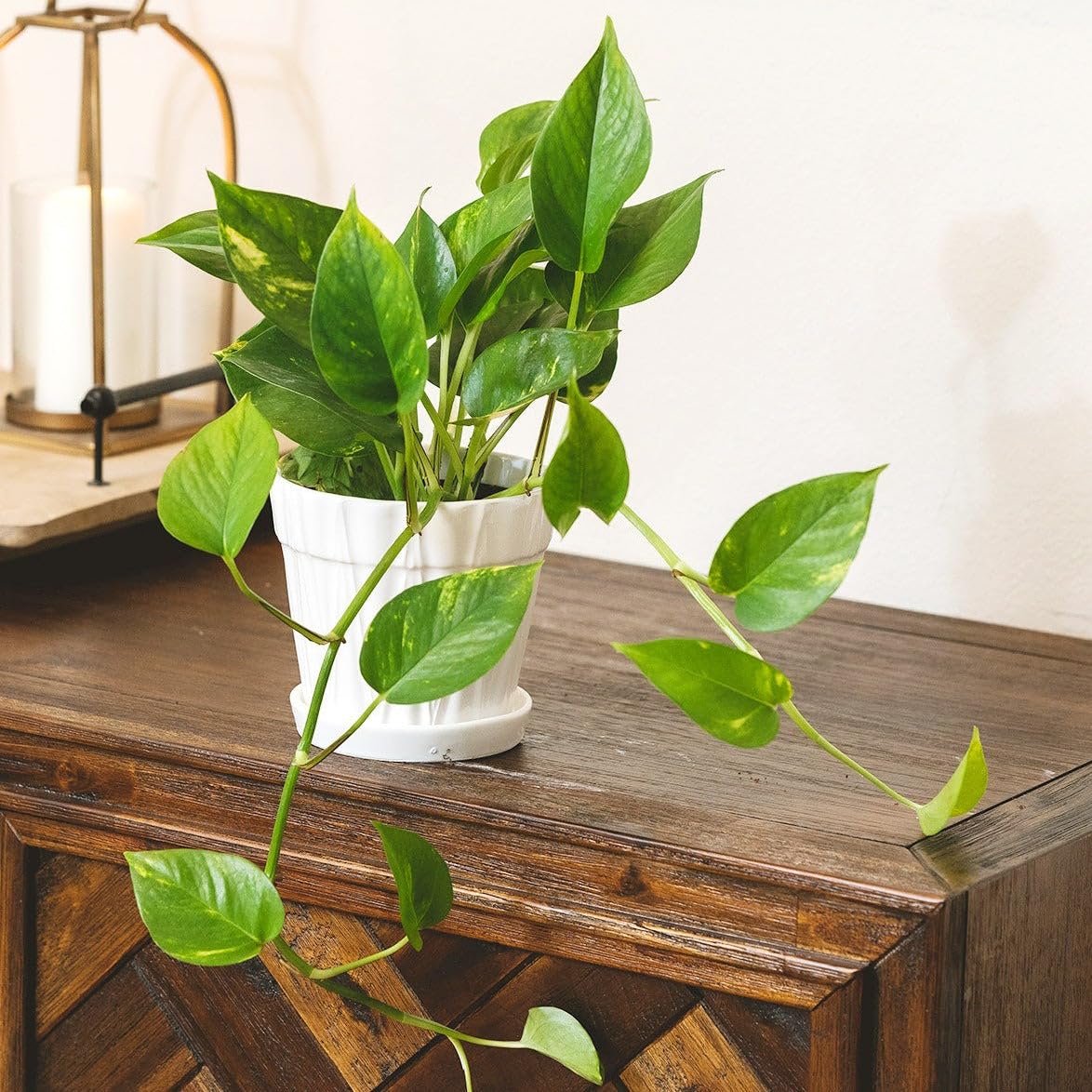 Pothos Golden (4 inch) - Lucky Houseplants - 4/6 inch Unique Live Decorative Houseplants - Easy to Care Indoor Plants, Perfect for Office, Home & Feng Shui Decor