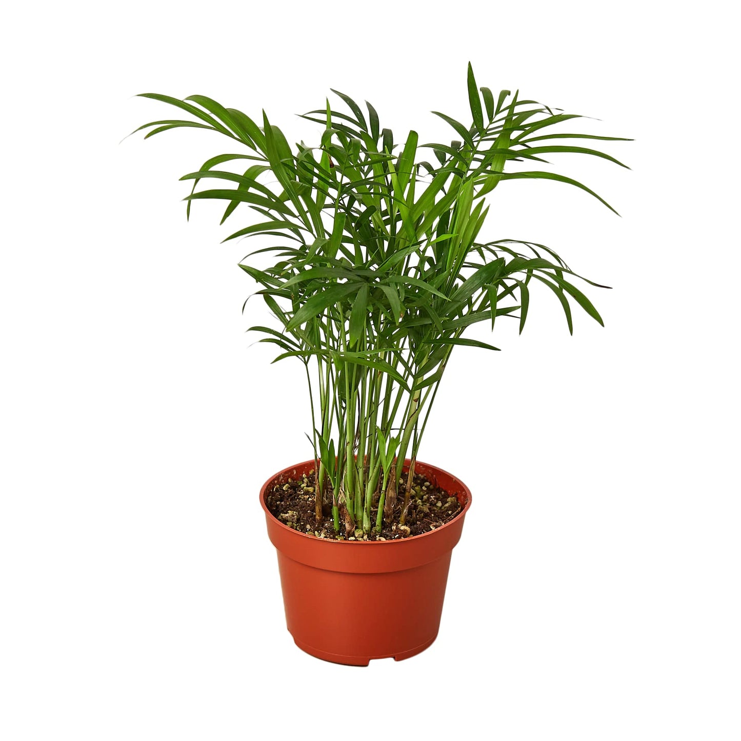 Parlor Palm Live Indoor Plant | Neanthebella Live Plant | Air Purifying Plant | Ship from CA in Nursey Pot | PET Friendly (Medium Plant, 4" Pot)