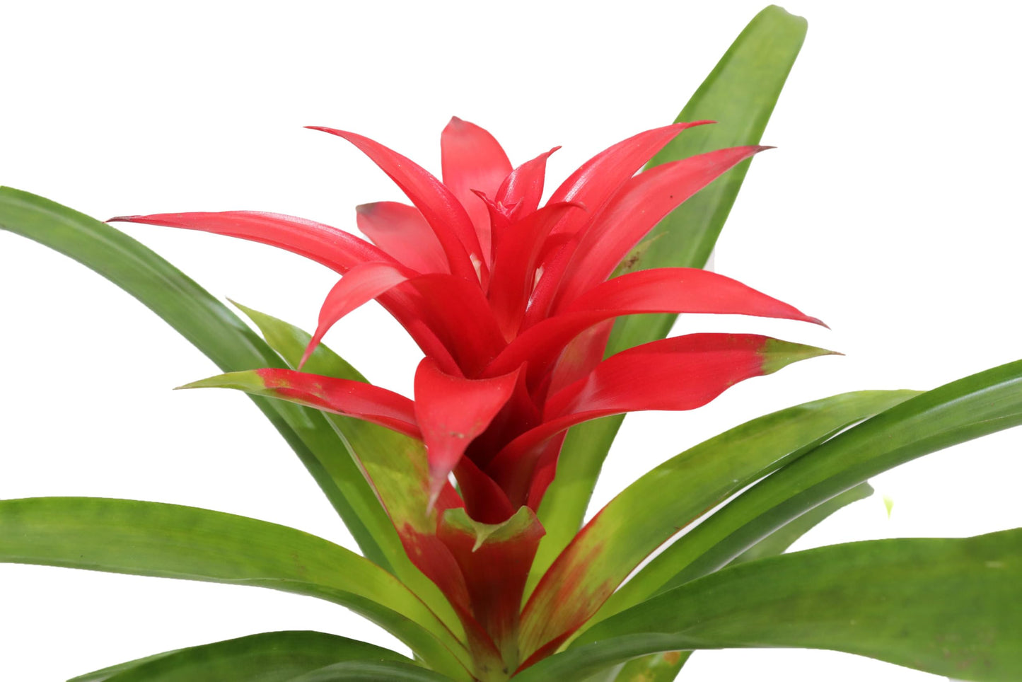 Bromeliad Red or Orange -4'' from California Tropicals