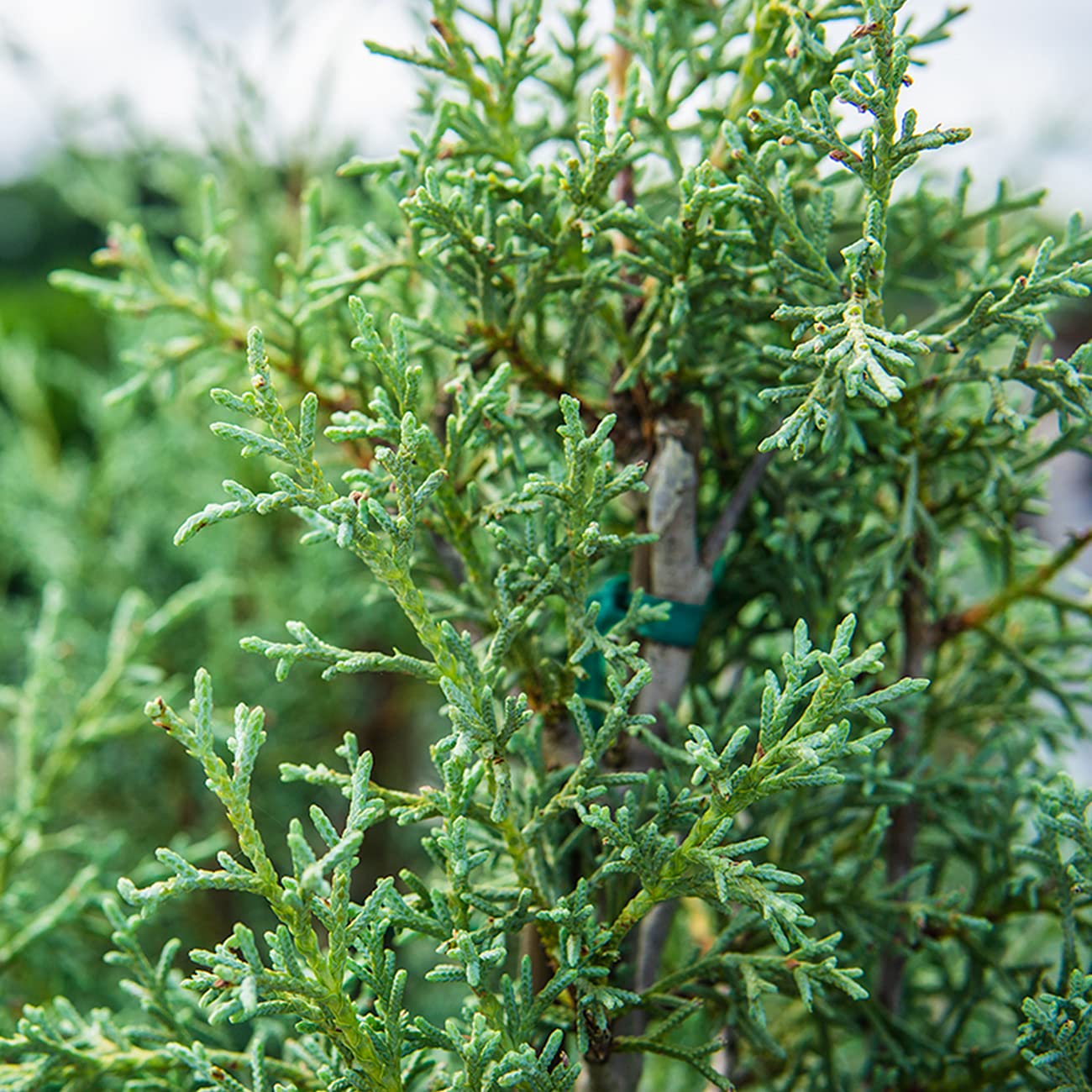 Perfect Plants Carolina Sapphire Cypress 3 Gal. | Privacy Tree, Silvery Blue Green Needle-Like Foliage| Evergreen Wind Barrier