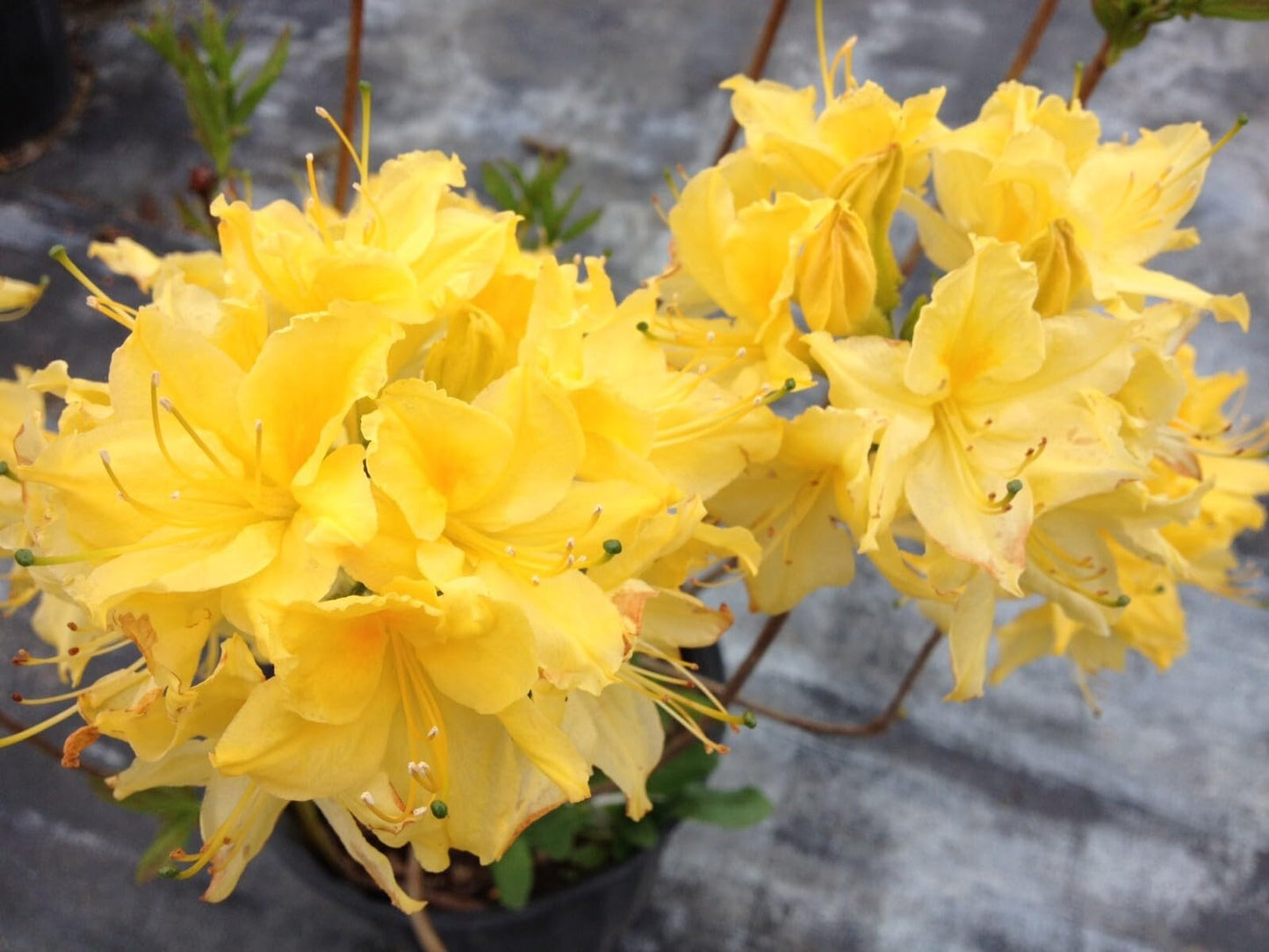 Live Plant - Aromi Azalea Rhododendronsmall Starter Plant
