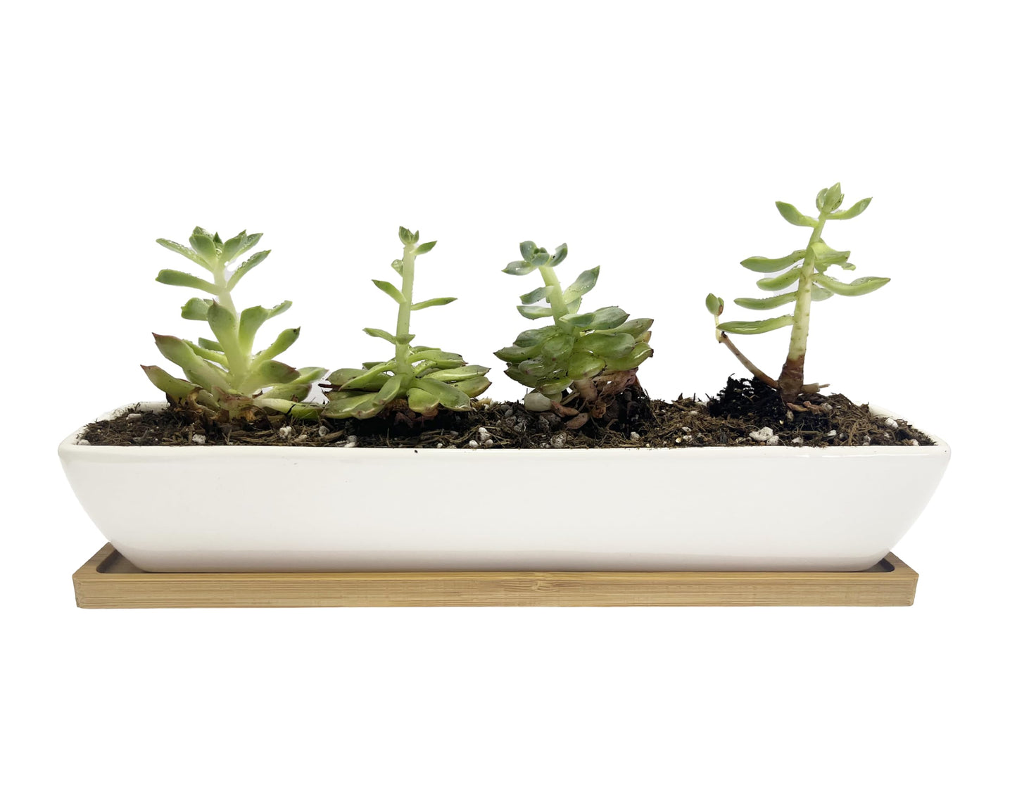 WISH HALLY WOOD White Ceramic Succulent Planter Pots,2 Set of 11inch Long Rectangle Flower Plant Containers with Bamboo Saucers.