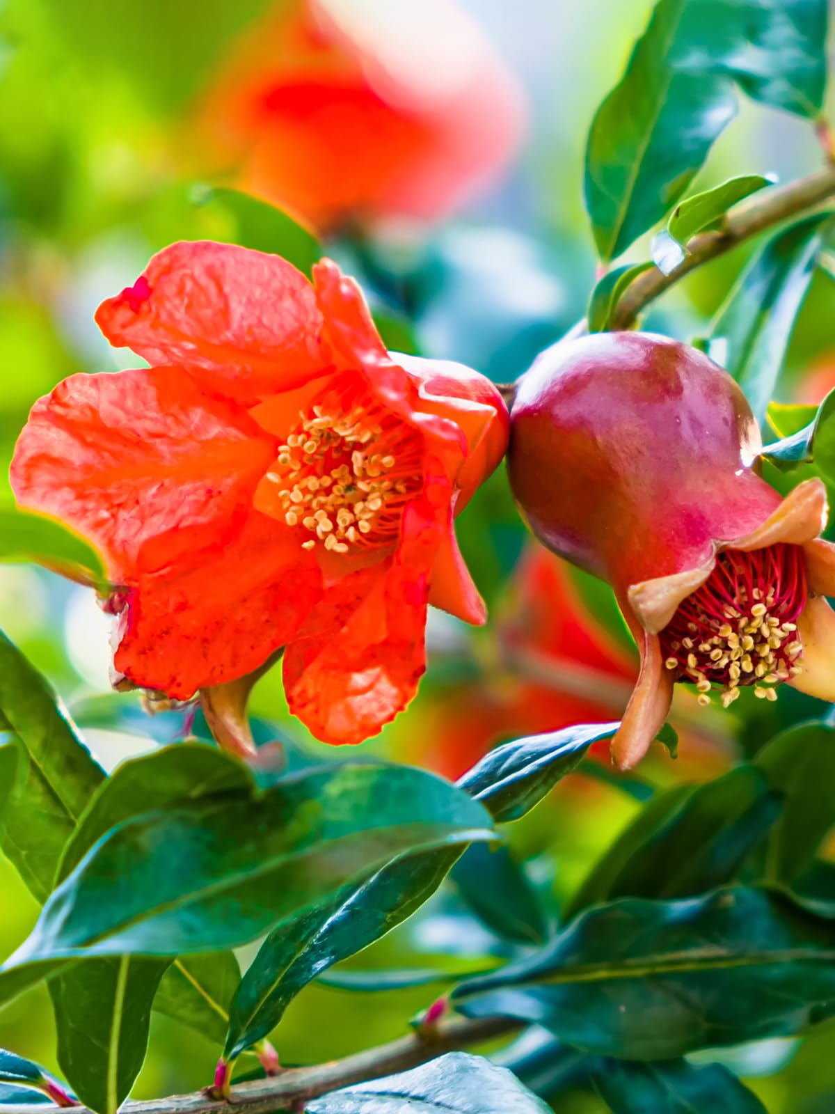 Wonderful Pomegranate Tree, Fruit Bearing, Hardy, 1 gal Nursery Pot, 12-18 in Tree Height (Due to Agricultural Laws, we Cannot Ship to CA, AZ, AK, or HI), 2 Pomegranates