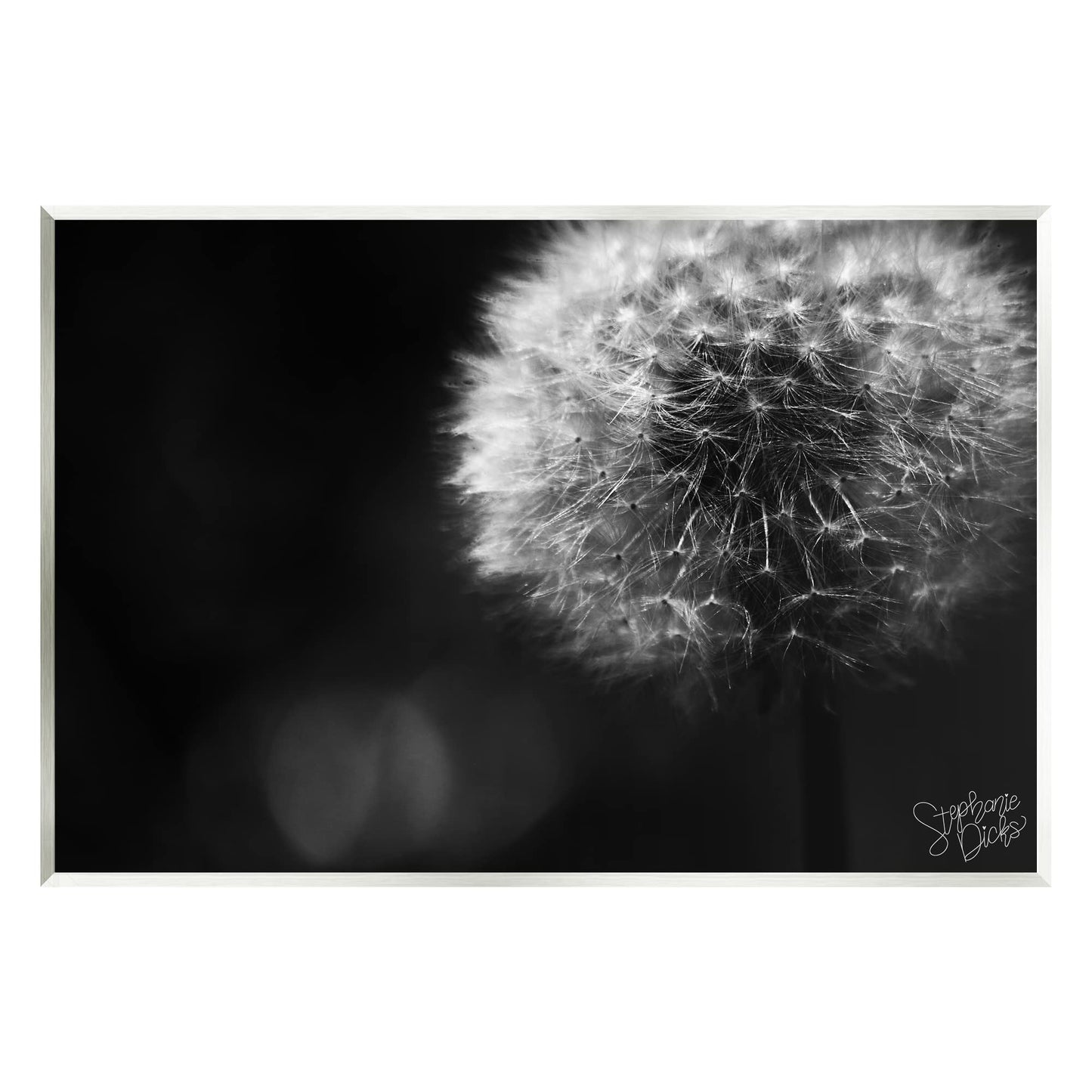 Stupell Industries Modern Black Dandelion Photography Wall Plaque Art, Design by Stephanie Dicks