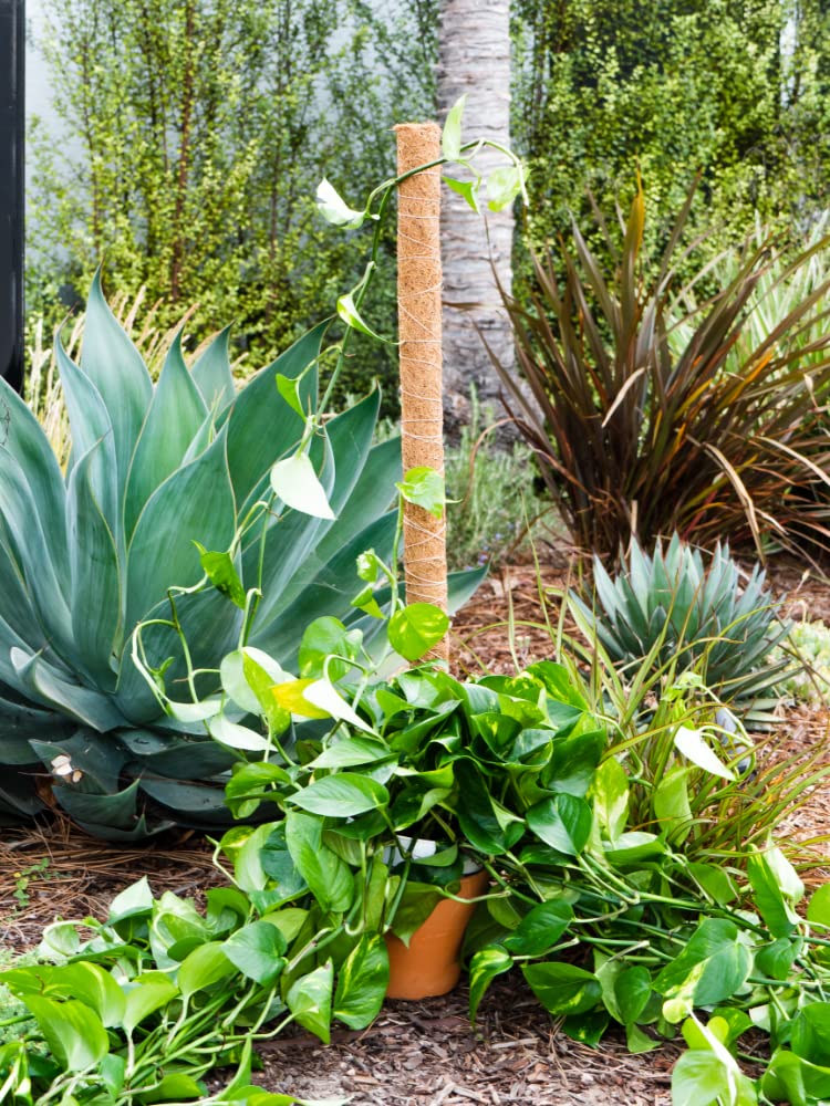 Envelor Coco Moss Poles Plant Support Stakes Coco Plant Stake Pothos Coir Totem Pole Monstera Moss Pole Climbing Plant Support Potted Plant Upward Growth Vine Stackable Coco Sticks, 36 inches, 4 Pack