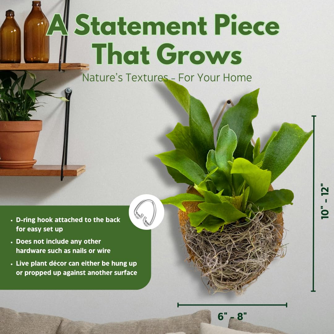 BubbleBlooms Staghorn Fern Plaque, Elkhorn Fern on Cedar Wood Sculpture, Mounted with Moss