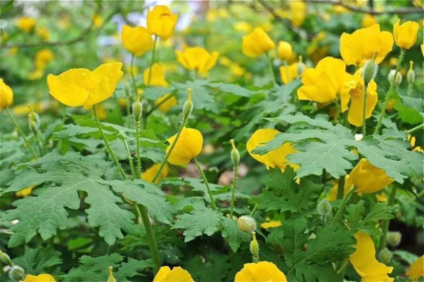 Live Plant - 5 Celandine Yellow Poppy Bulbs - Wildflowers - (Stylophorum diphyllum)
