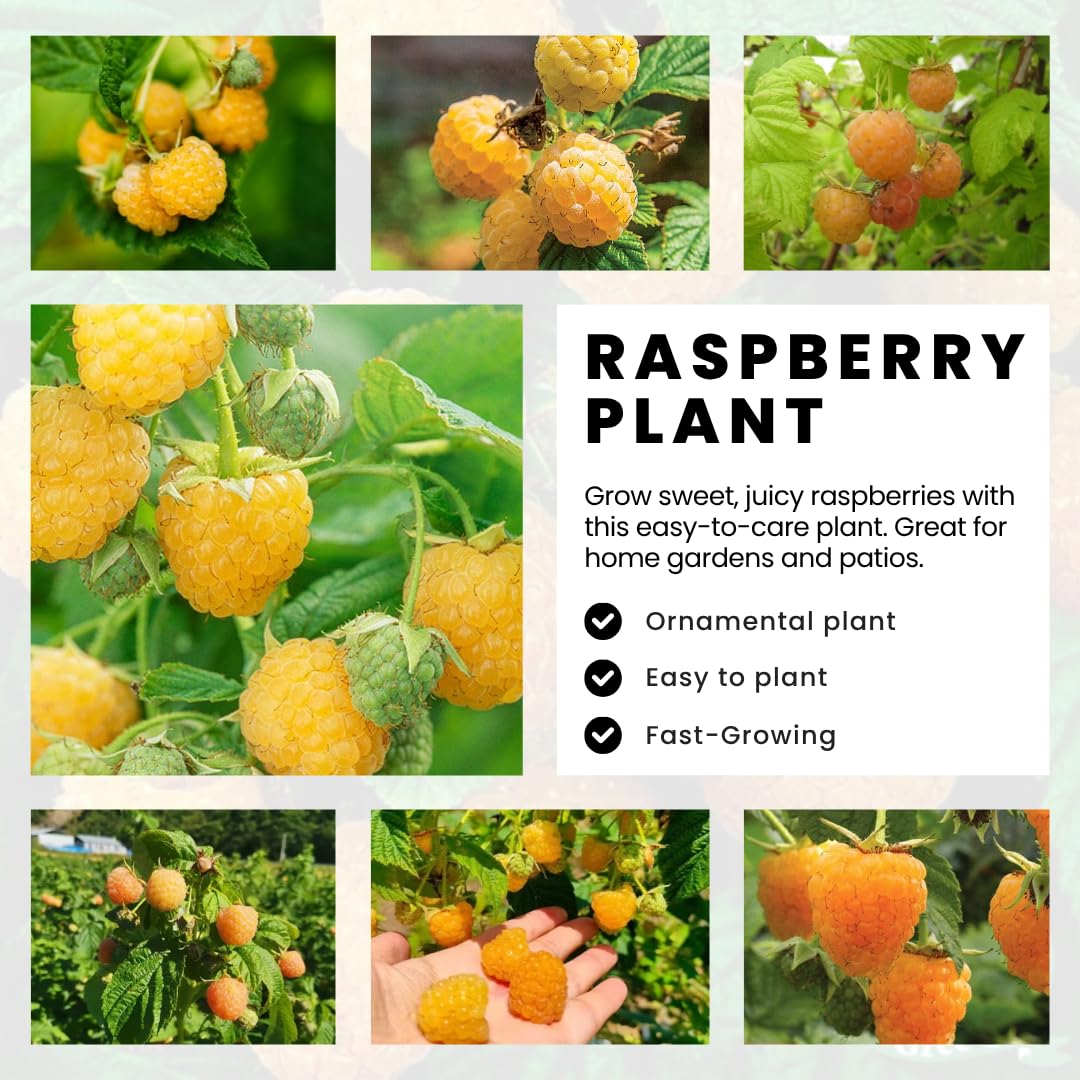 2 Raspberry Plants Live for Planting, Golden Raspberry Everbearing, Very Large and Sweet Raspberries, Well-Rooted Zones 4-8 (Fall Gold Yellow)