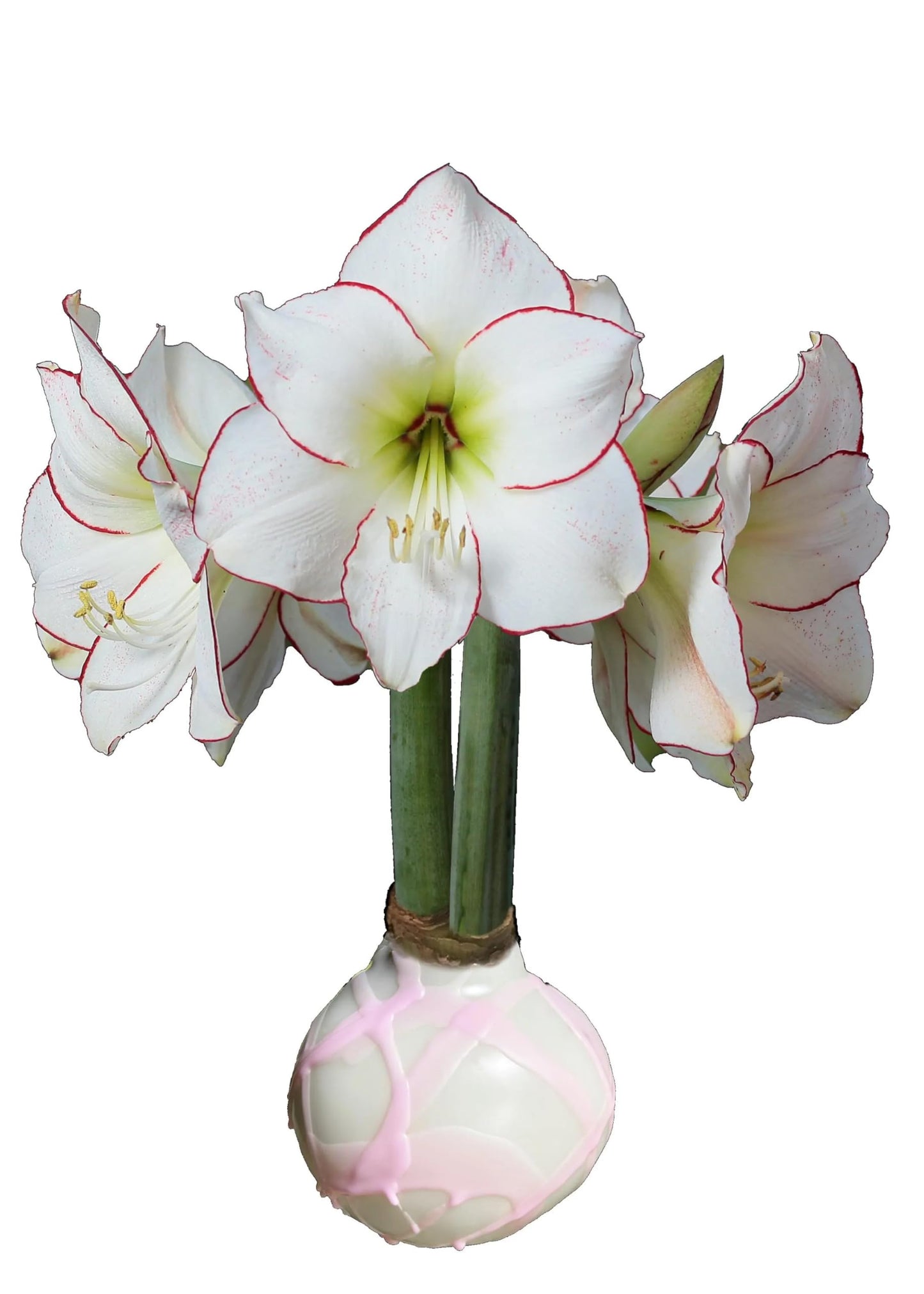 White Wax with Pink Splatter, Picasso Amaryllis Bulb 32/34 cm