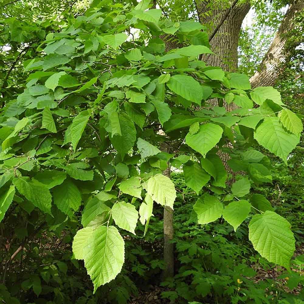 Hazelnut Tree - Produces Nuts - Live Plant Shipped 3 Feet Tall by DAS Farms