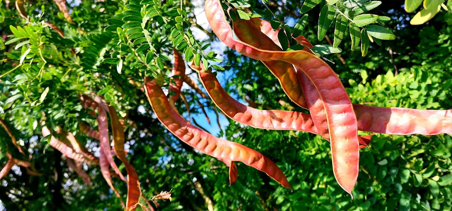 Honey Locust Tree Seedling (Gleditsia triacanthos) – Elegant Shade Tree with Light, Airy Foliage - Plant Your Own to Grow (3 Seedlings)