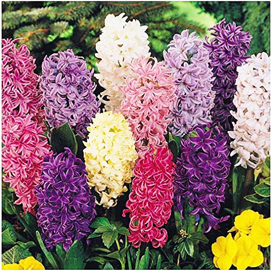 10 Large Mixed Hyacinth Bulbs - 16-17 cm, Includes Purple, Blue, White, Pink, Yellow, Orange, Peach & 10 Varieties for a Stunning Spring Garden